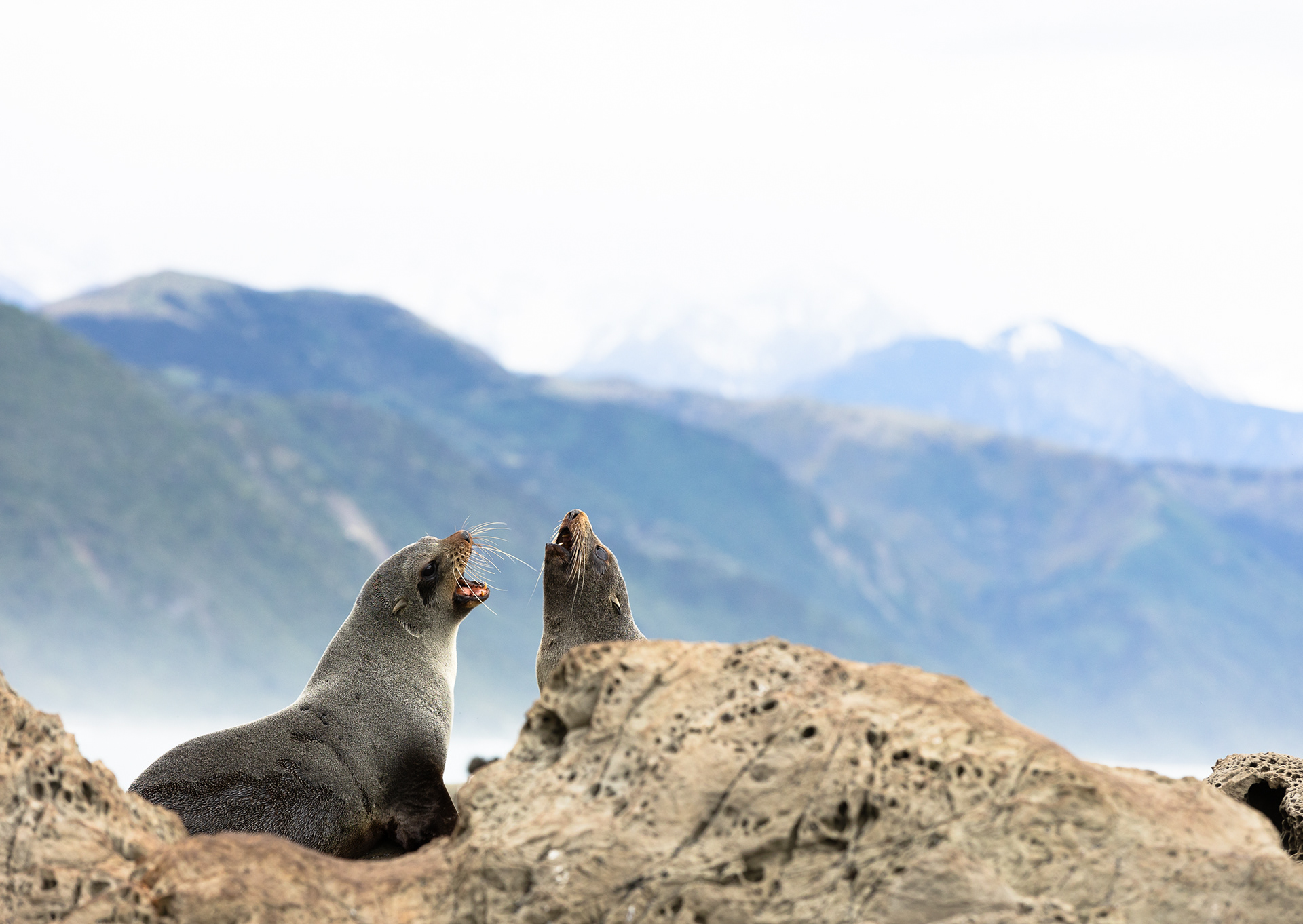 © Darren Creighton Photography | Kaikoura