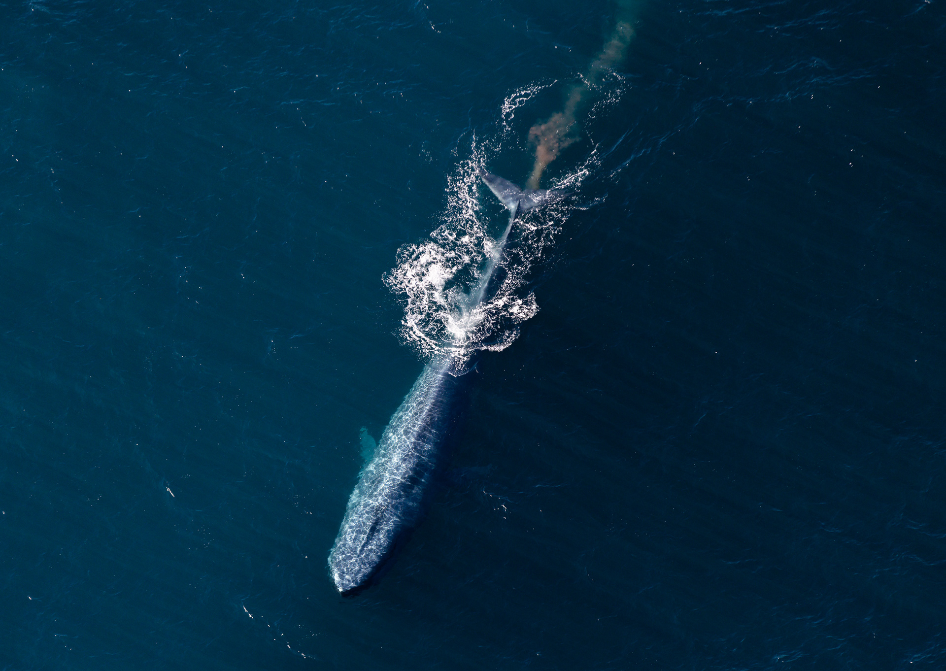 © Darren Creighton Photography  |  Kaikoura  |  Blue Whale