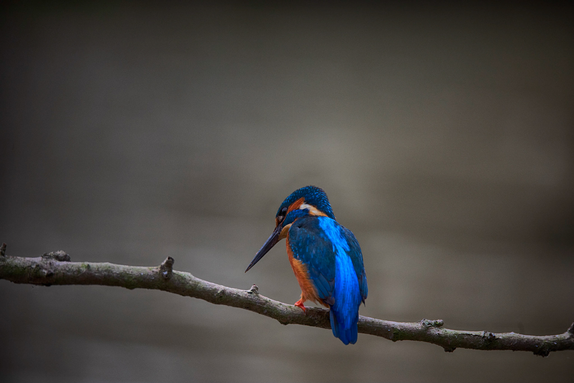 Streak of cobalt blue