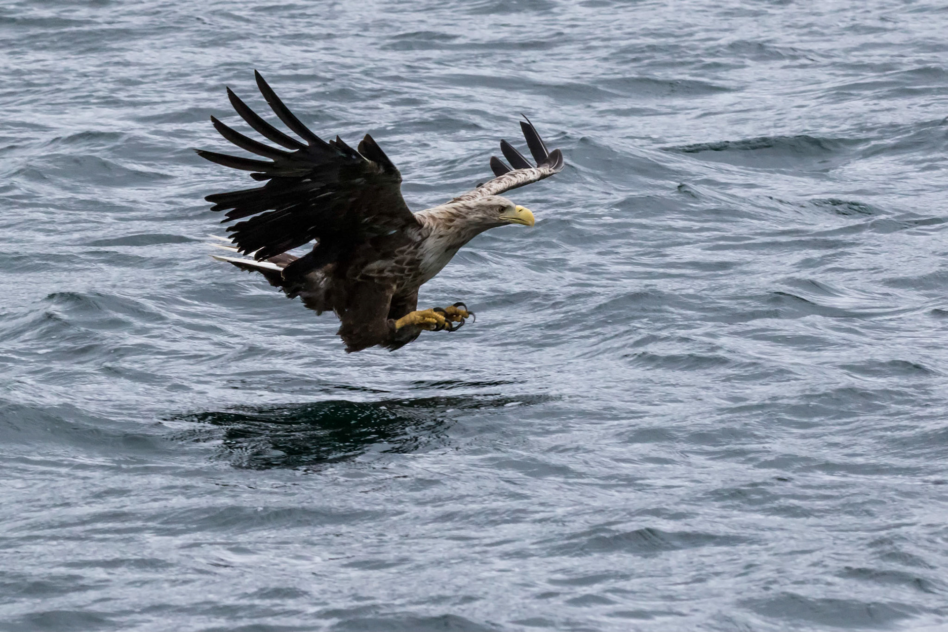 Rob Lamont Photography - White Tailed Eagles