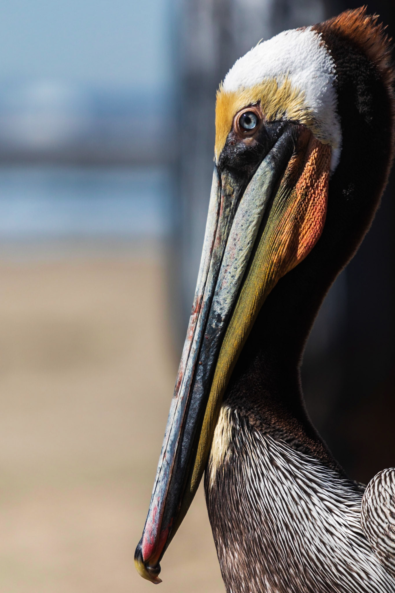 Pelican Profile
