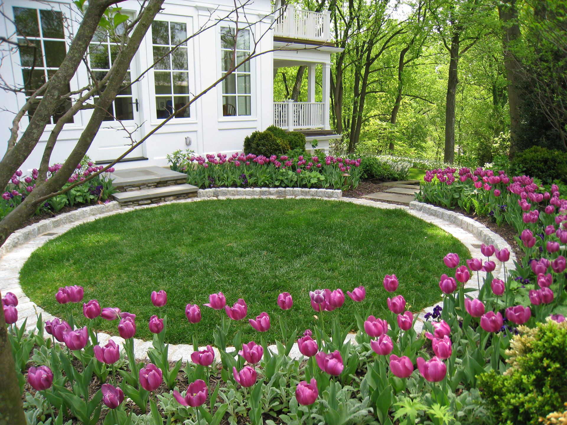 The small garden room to the right is located off of the study.  It is part of the sequence between the more active front lawn and more contemplative ellipse in the rear. The purple tulips and alliums provide a seasonal contrast to the cool, understated white that predominates the garden.