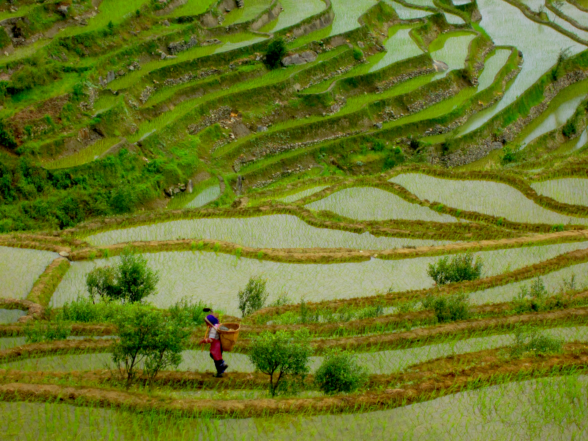 Chine, Yunnan, 2015