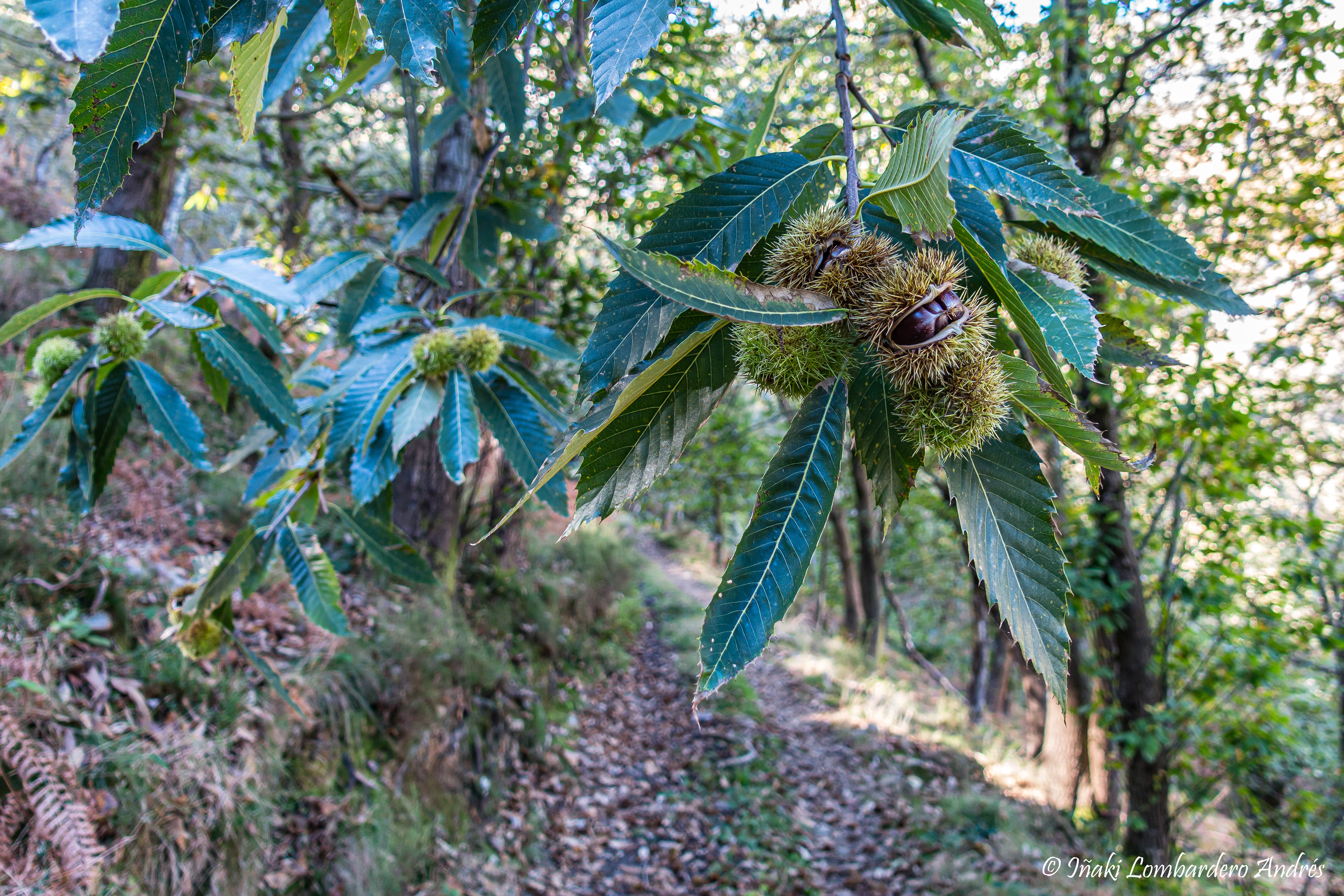 otoño época de castañes 😋😋