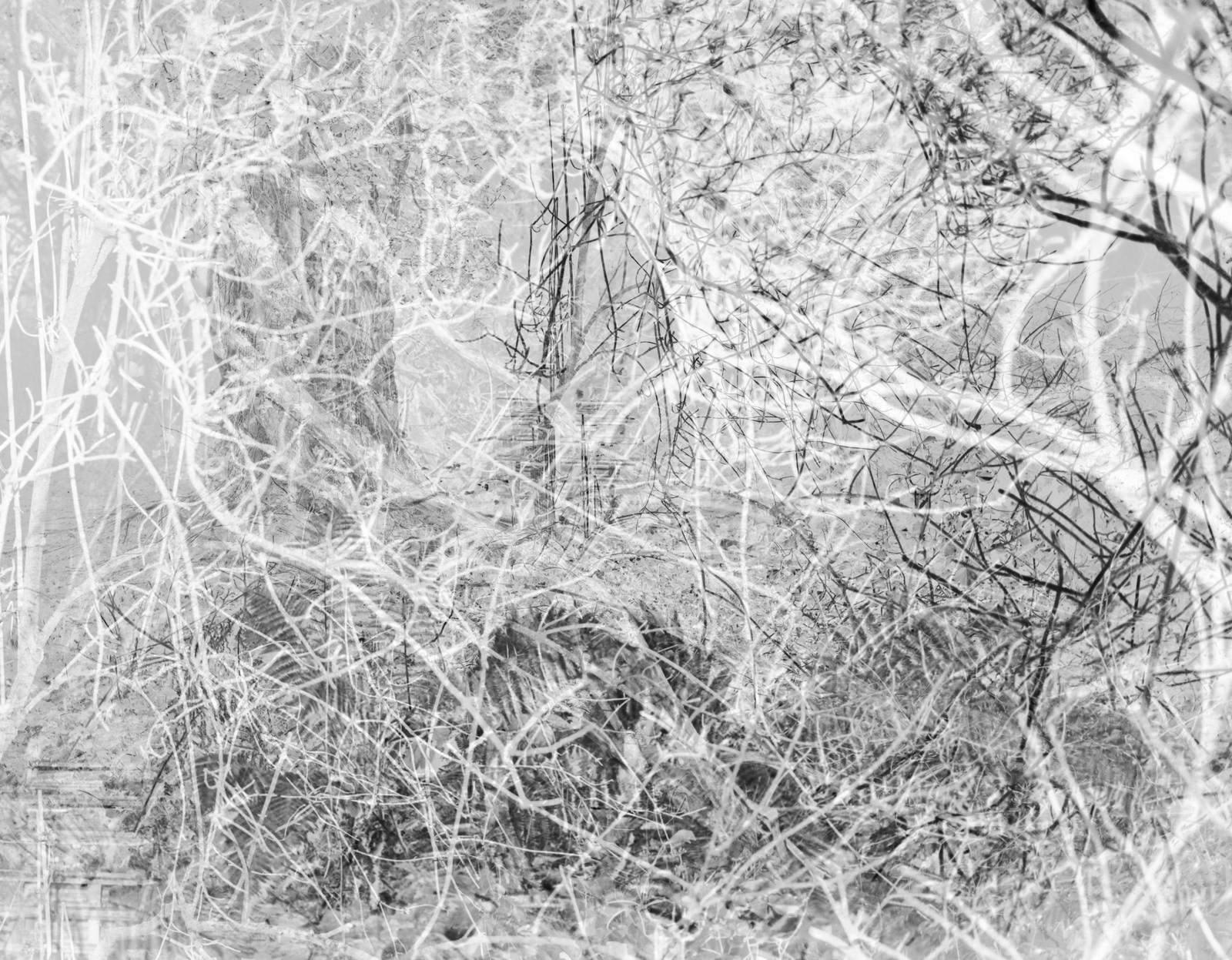 a black and white abstract landscape photograph of bushes and treet in the stormont estate in northern ireland
