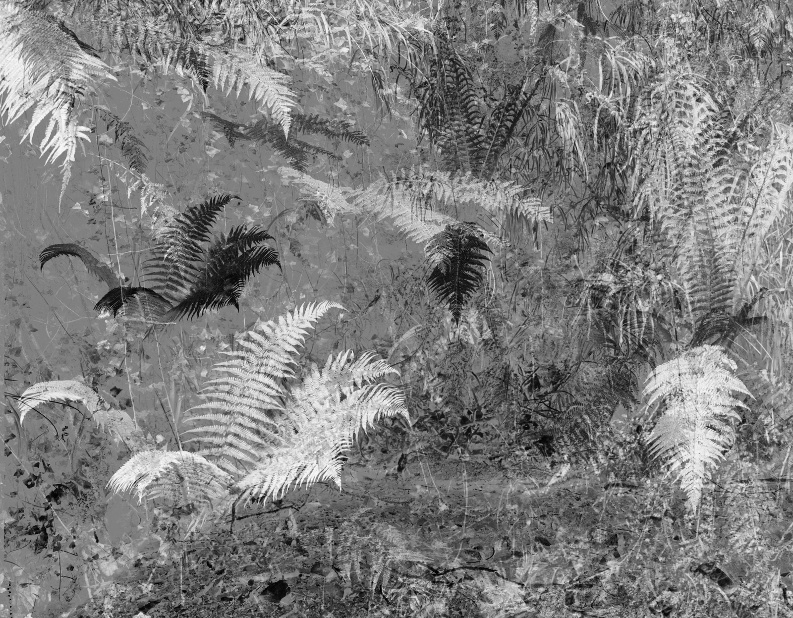 a black and white abstract photograph of ferns on a river bank in the stormont estate in northern ireland by martin seeds