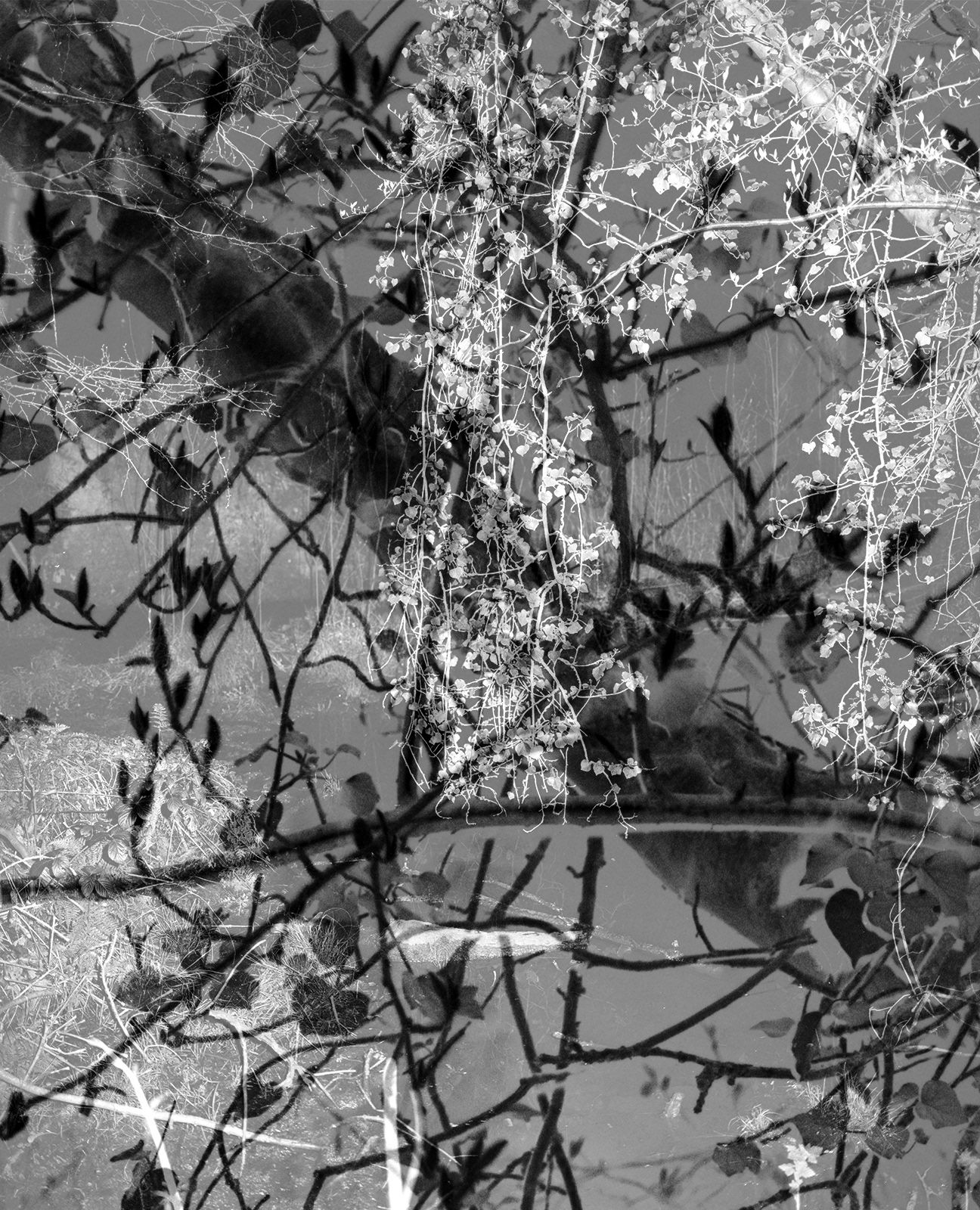 a black and white abstract photograph of hanging ivy in the stormont estate in northern ireland by Martin Seeds