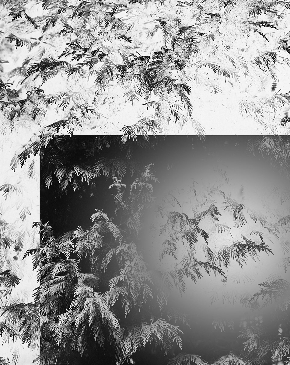 a black and white abstract photograph of a small tree in the stormont estate in northern ireland by martin seeds
