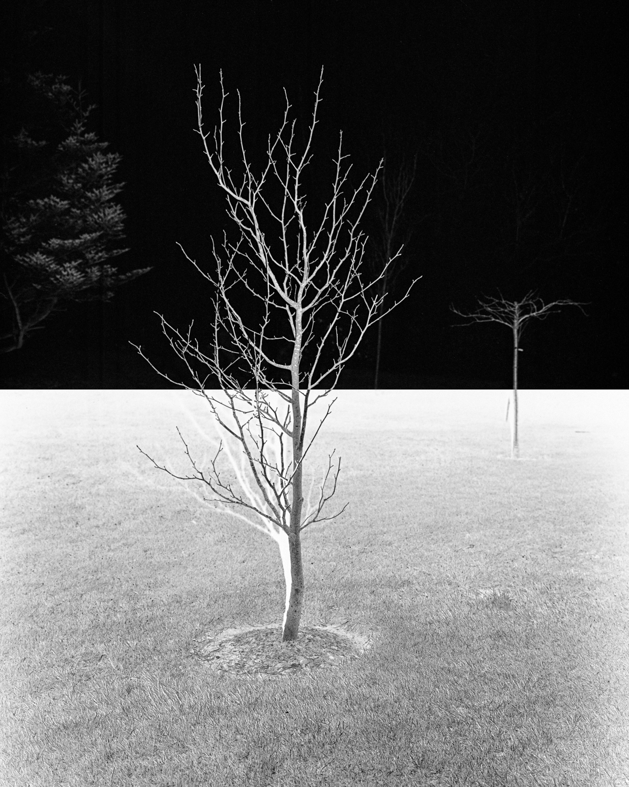 a black and white abstract photograph of a small tree in the stormont estate in northern ireland by martin seeds