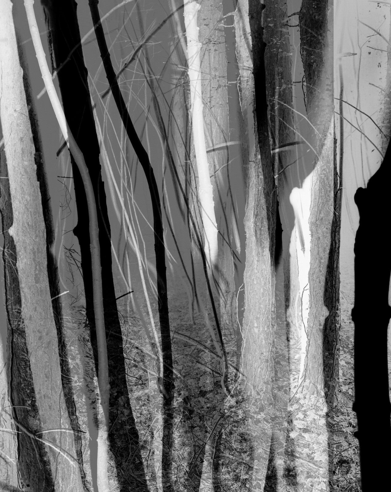 a black and white abstract photograph of a small tree in the stormont estate in northern ireland by martin seeds