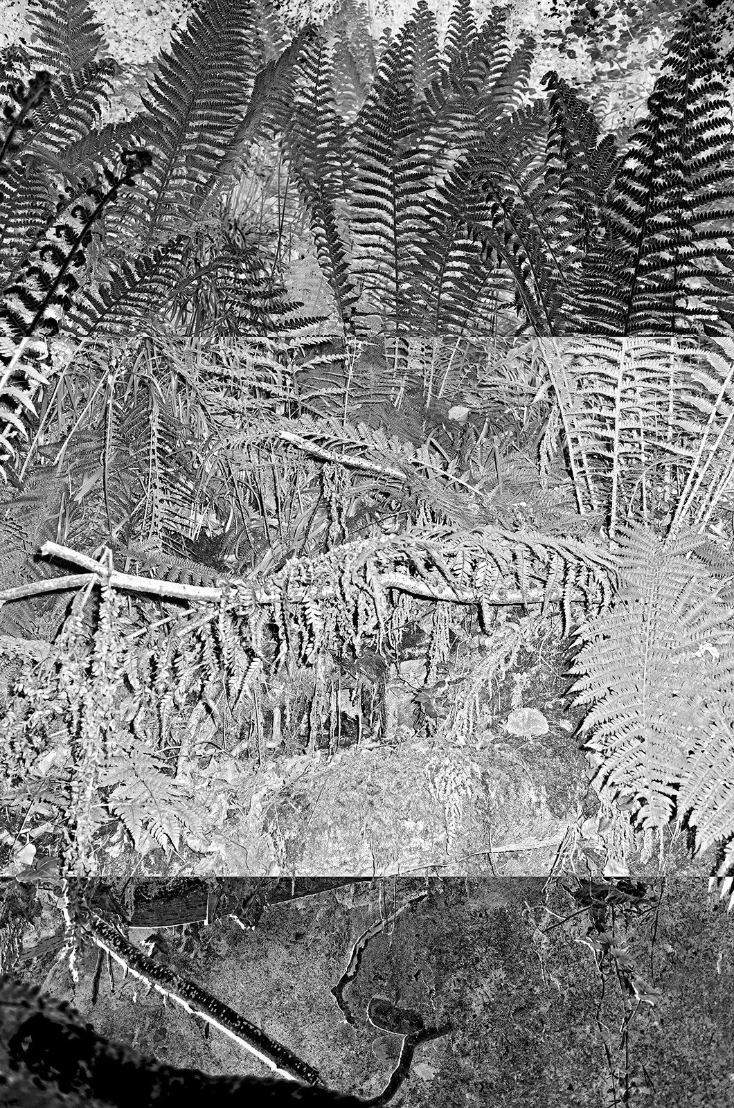 a black and white abstract negative photograph of fir tree branches in the Stormont estate in northern ireland martin seeds
