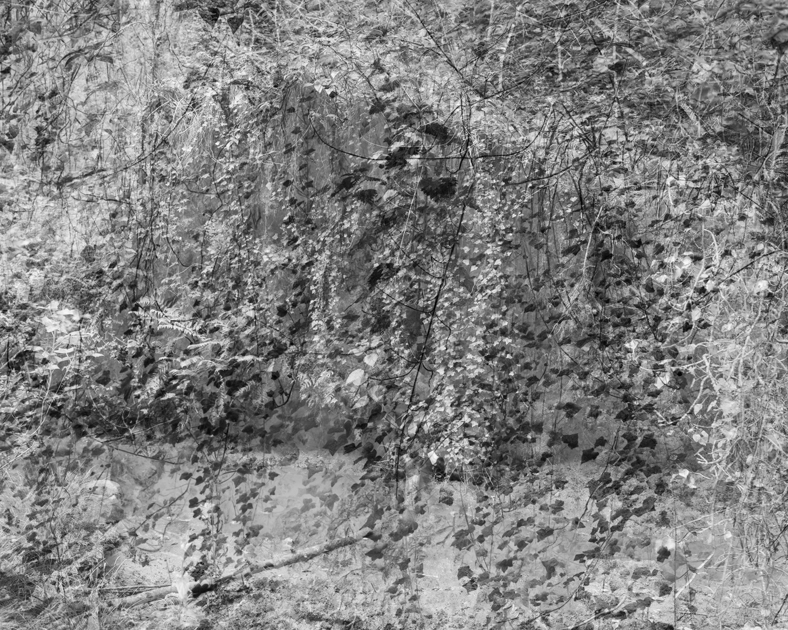 a black and white abstract photograph of a small tree in the stormont estate in northern ireland by martin seeds