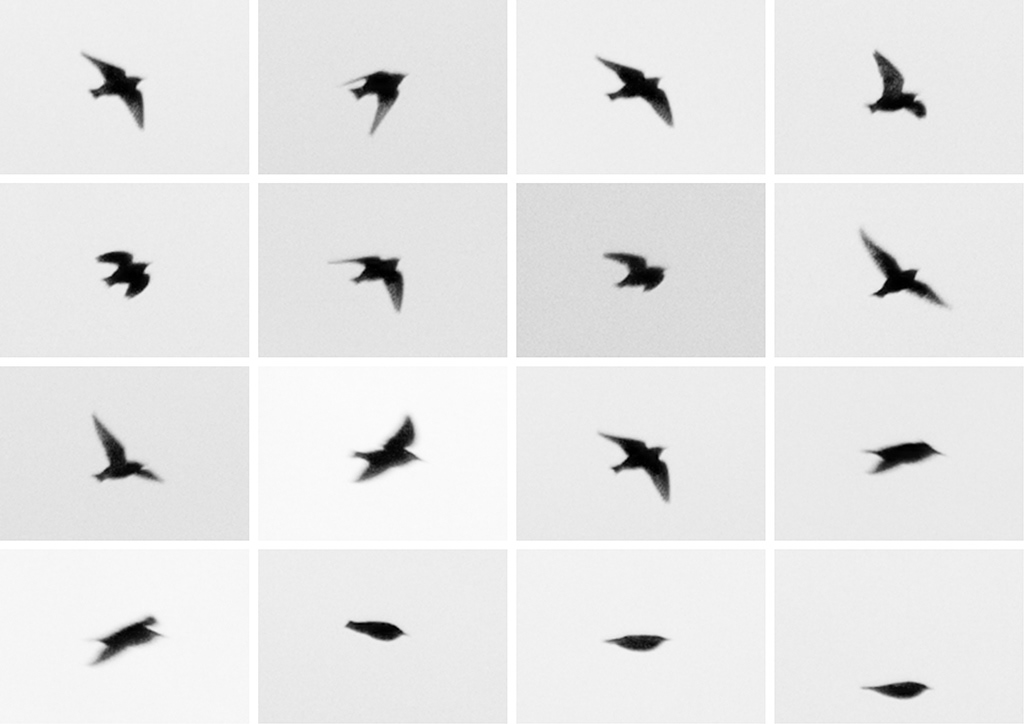 martin seeds grid of birds