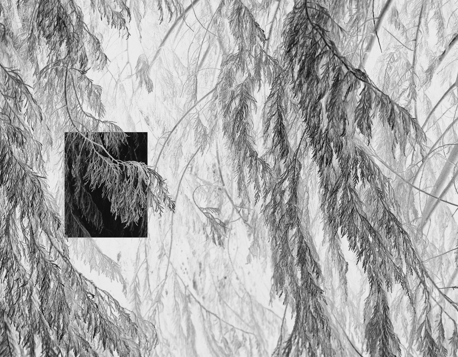 a black and white abstract negative photograph of fir tree branches in the Stormont estate in northern ireland