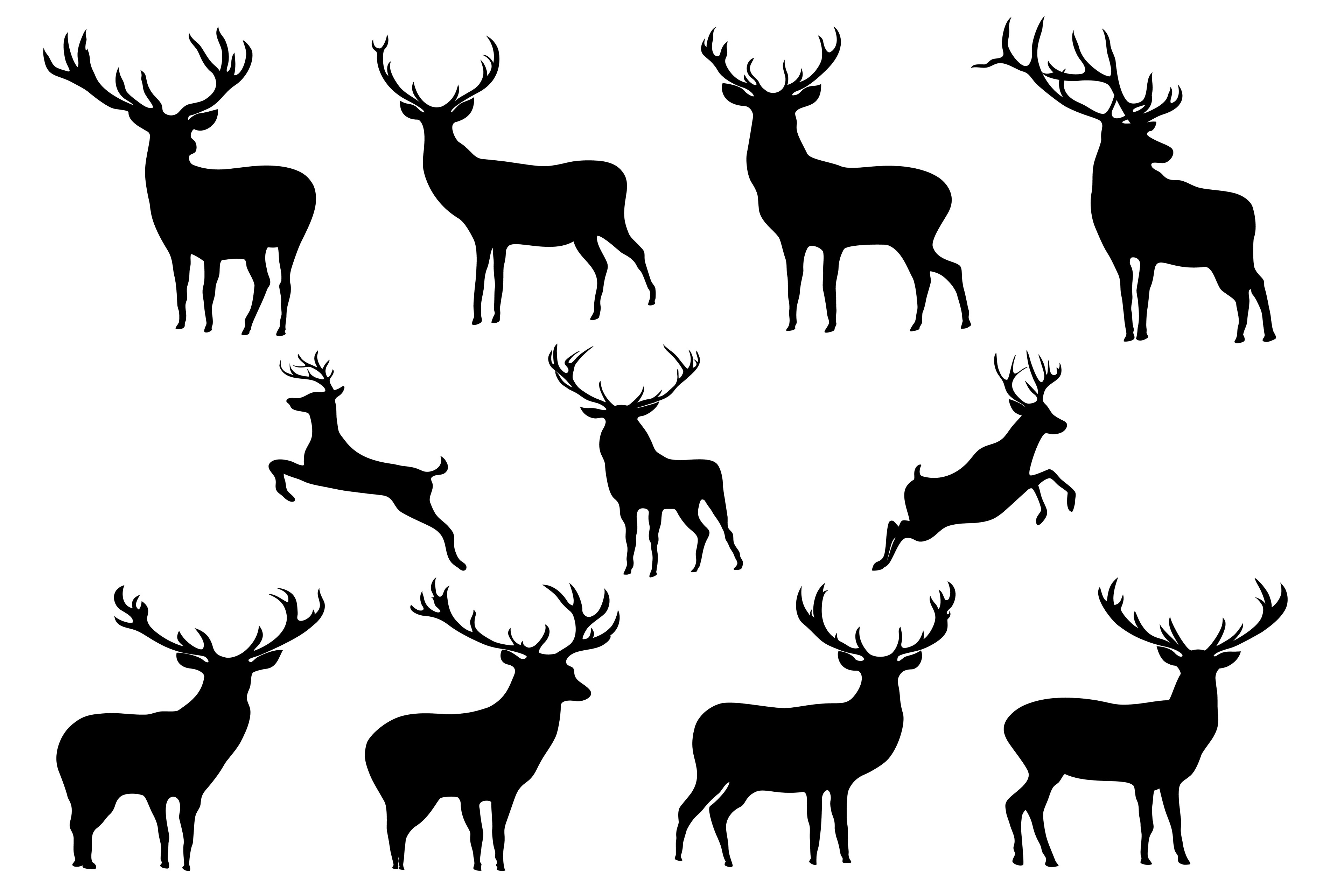 Deer