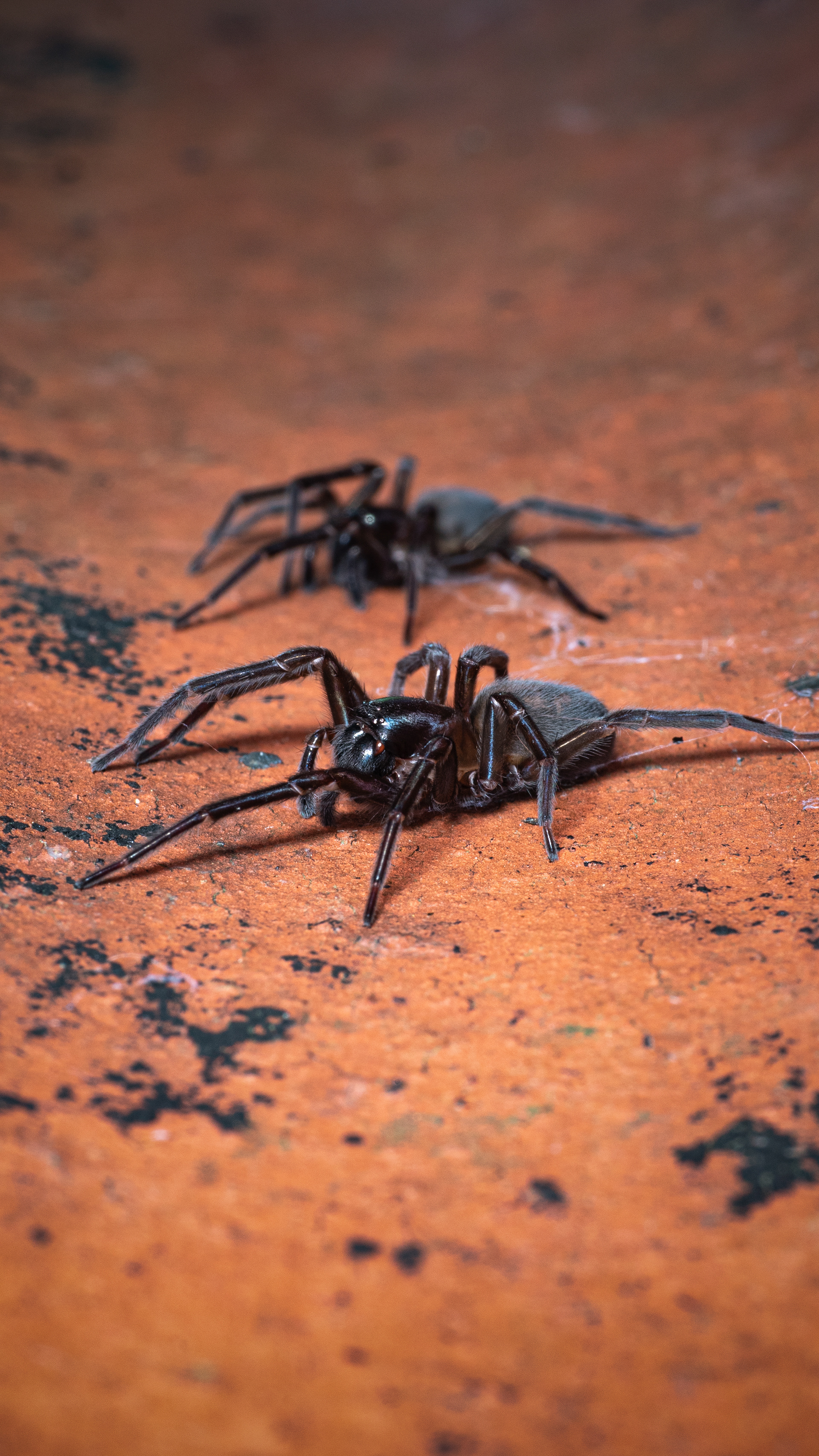 Spiders in a terracotta pot