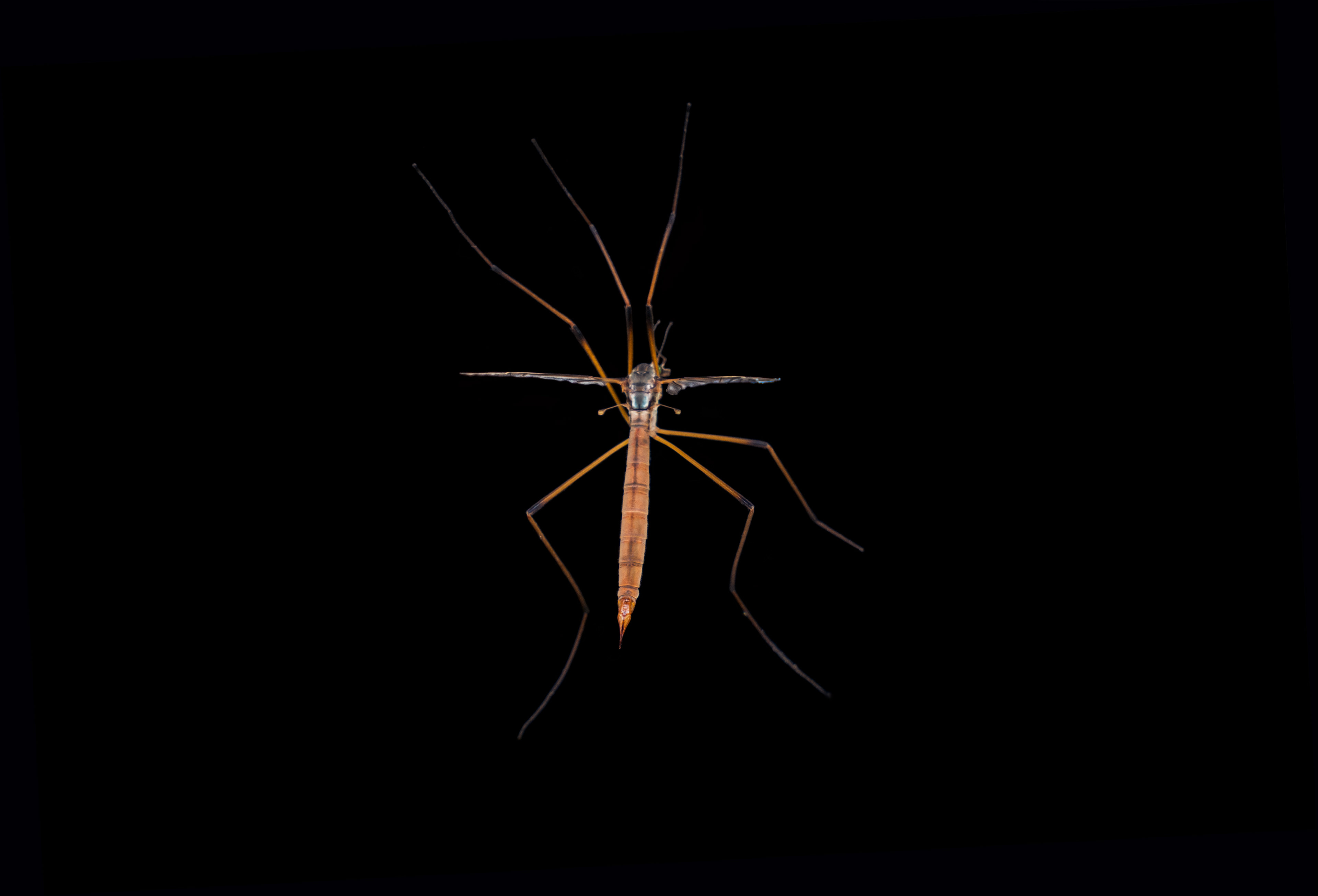 Daddy Longlegs, female, with translucent wing