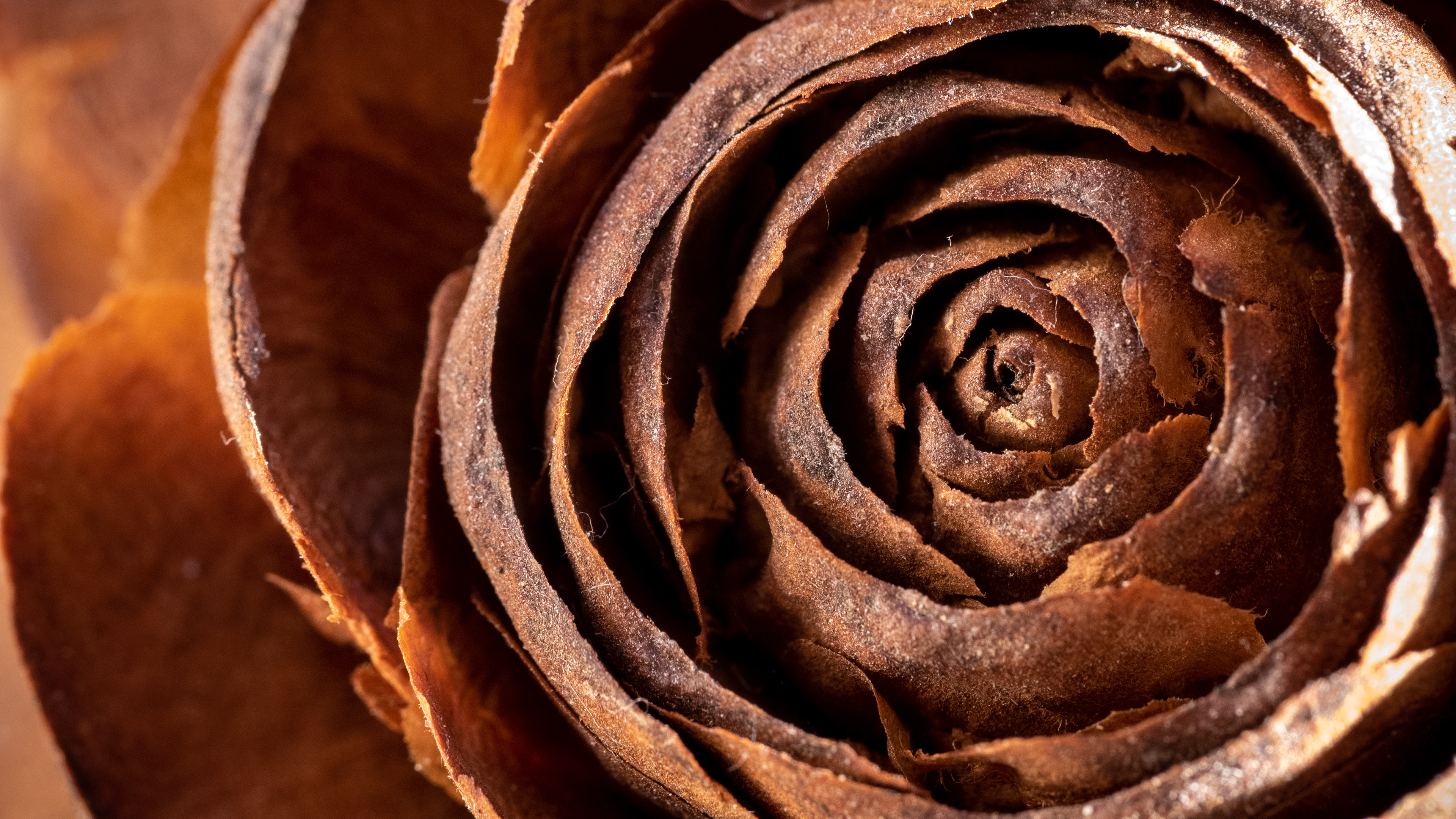 Fircone in the shape of a rose