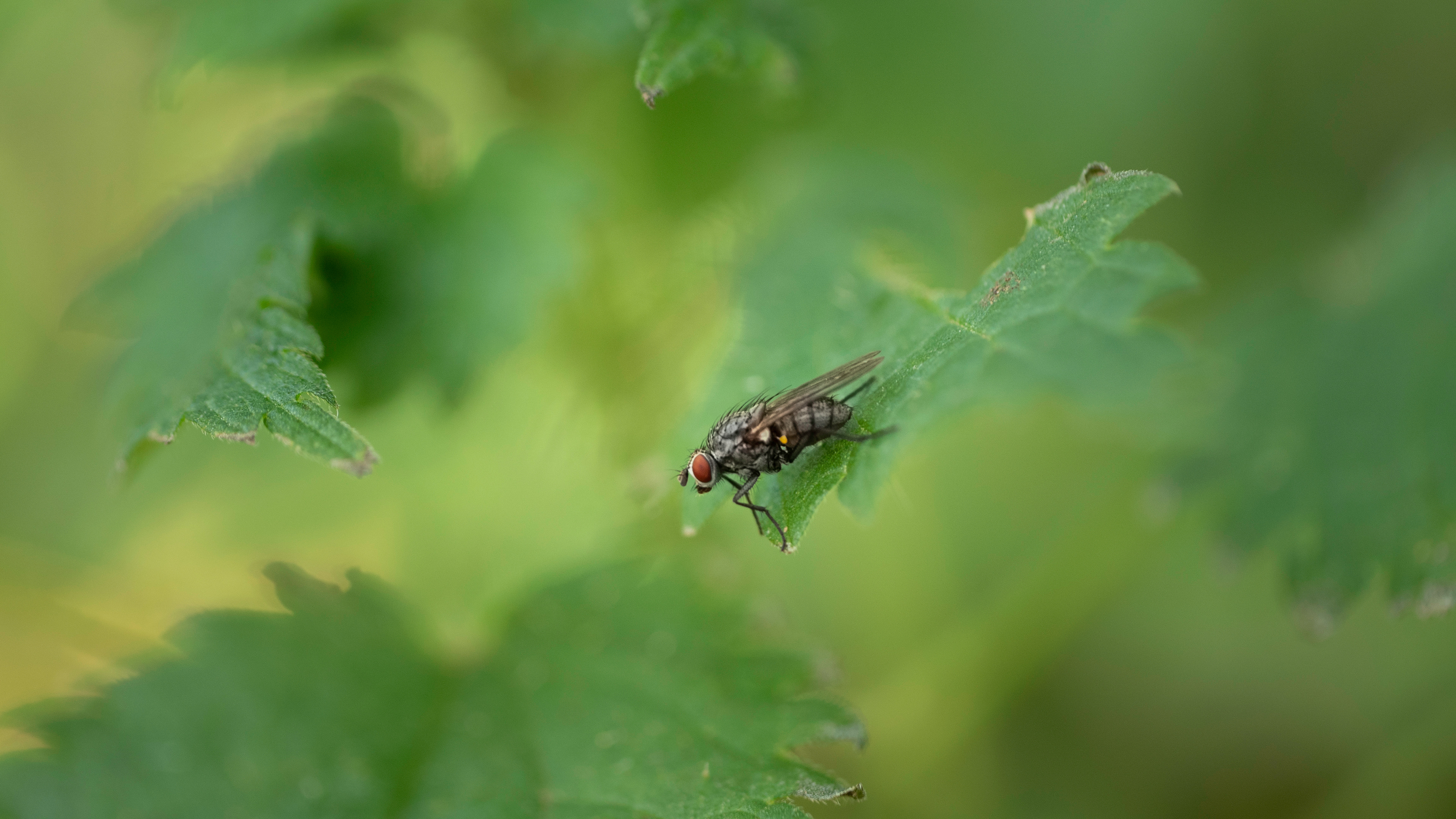 Fly, sunning itself in the early morning