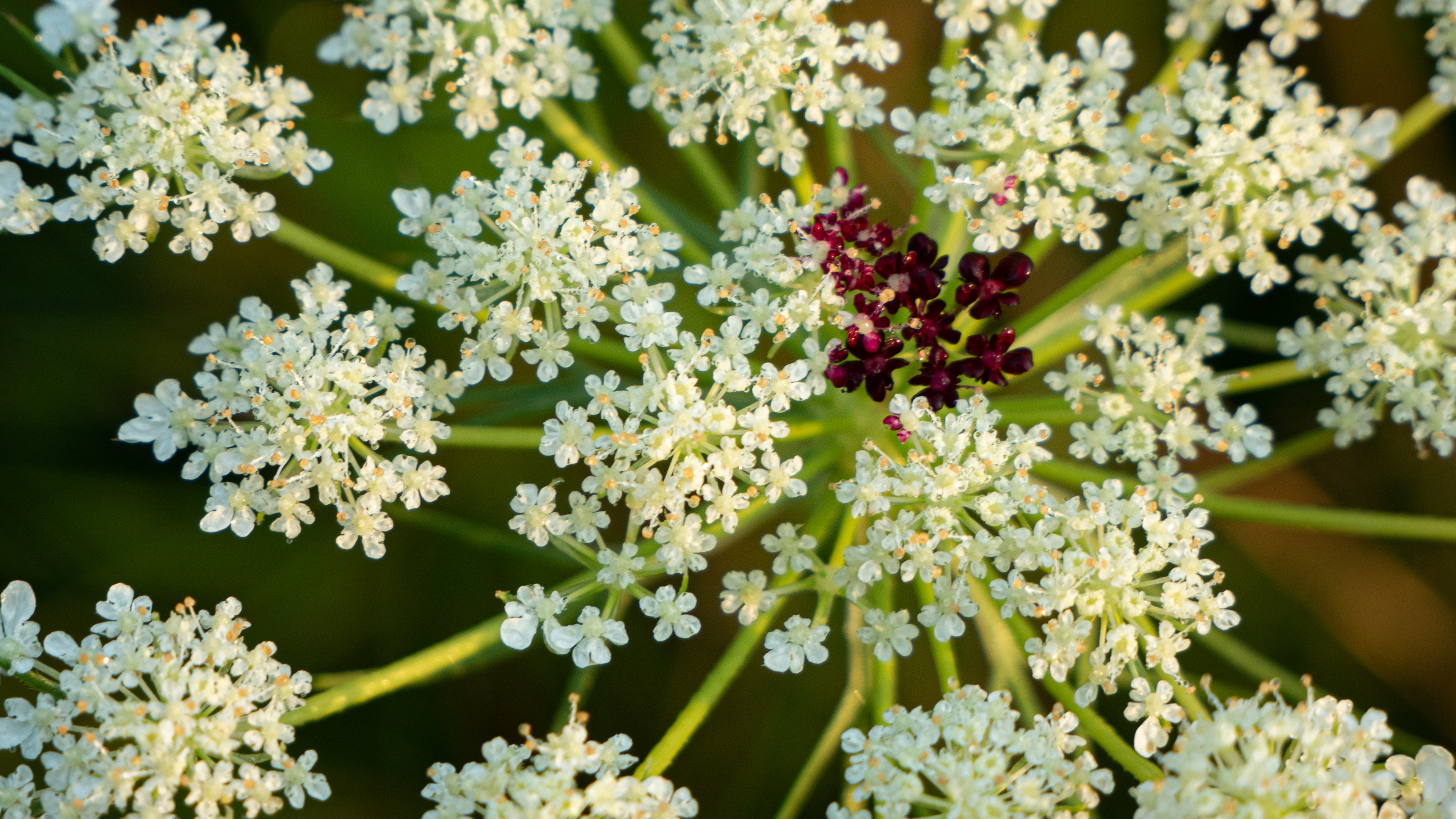 Queen Ann's lace