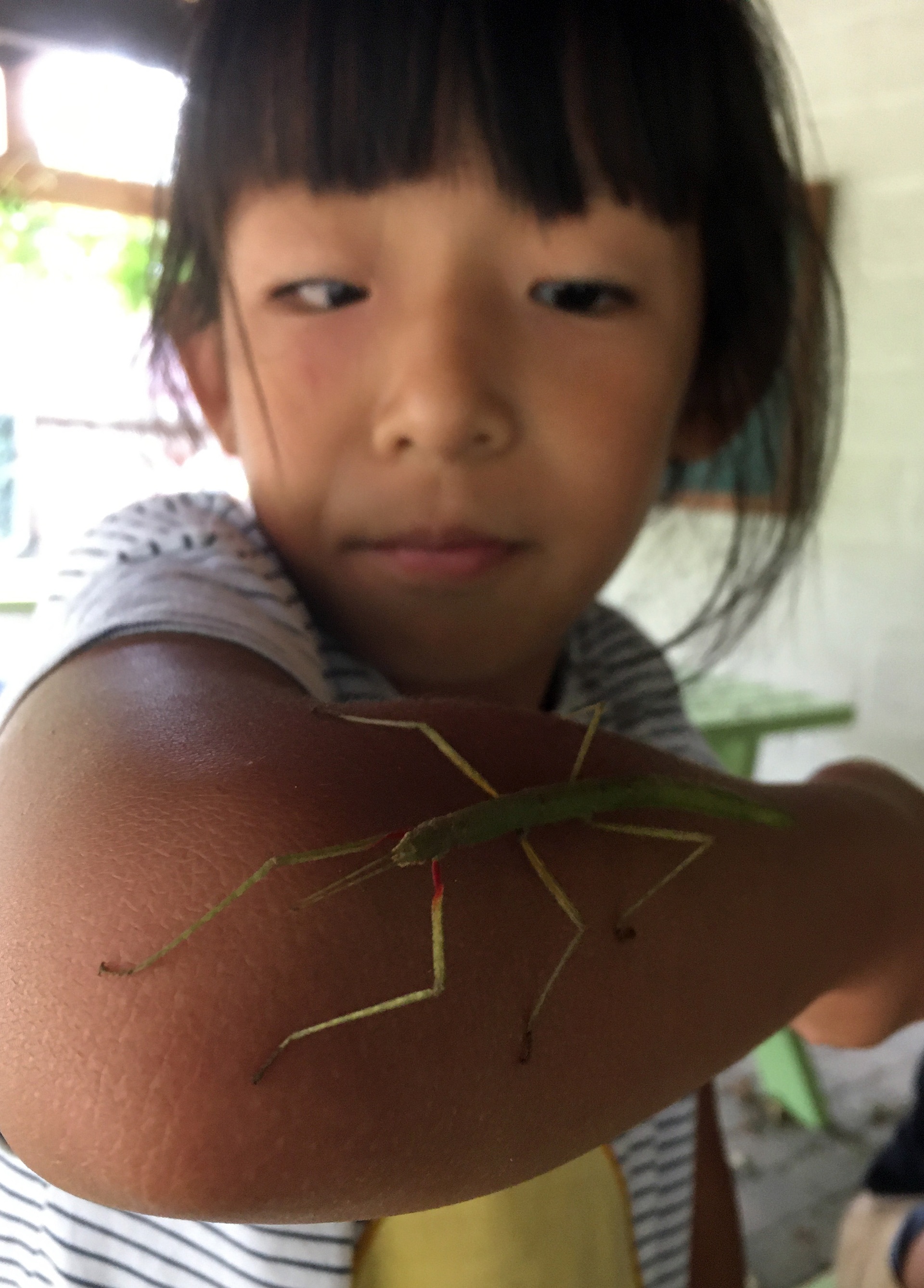 not afraid of insects