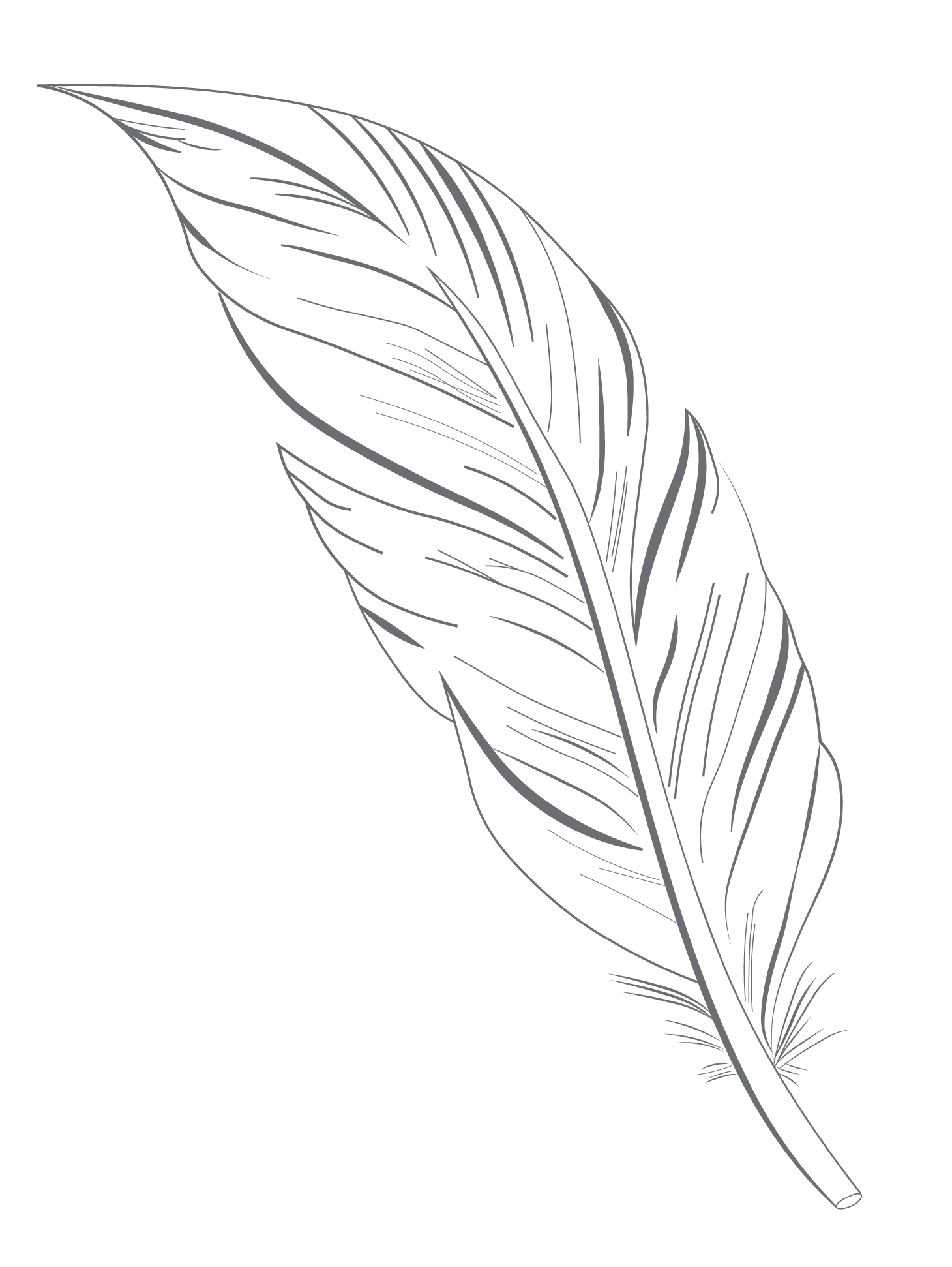 feather drawn in Illustrator