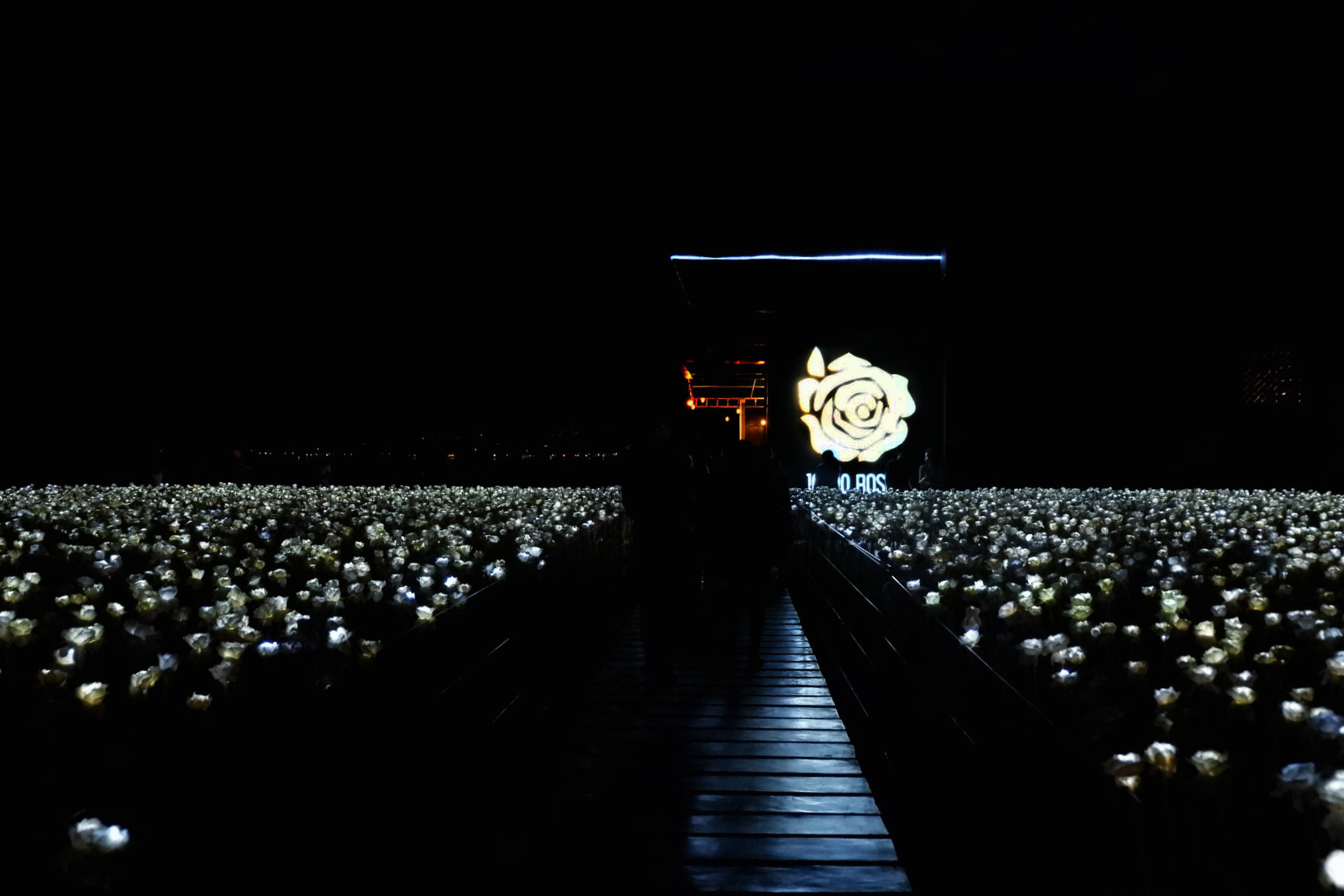 1,000 Roses | rafcarlosaid