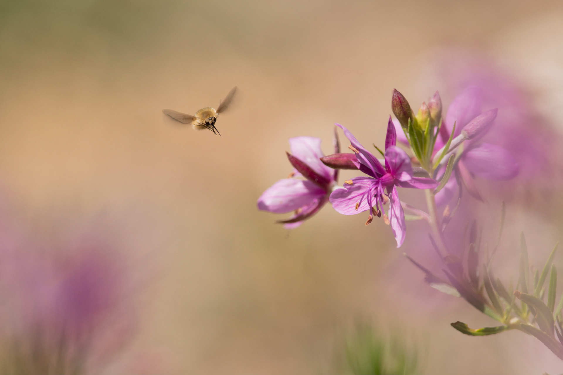 Bombyle, Caroline Fayt