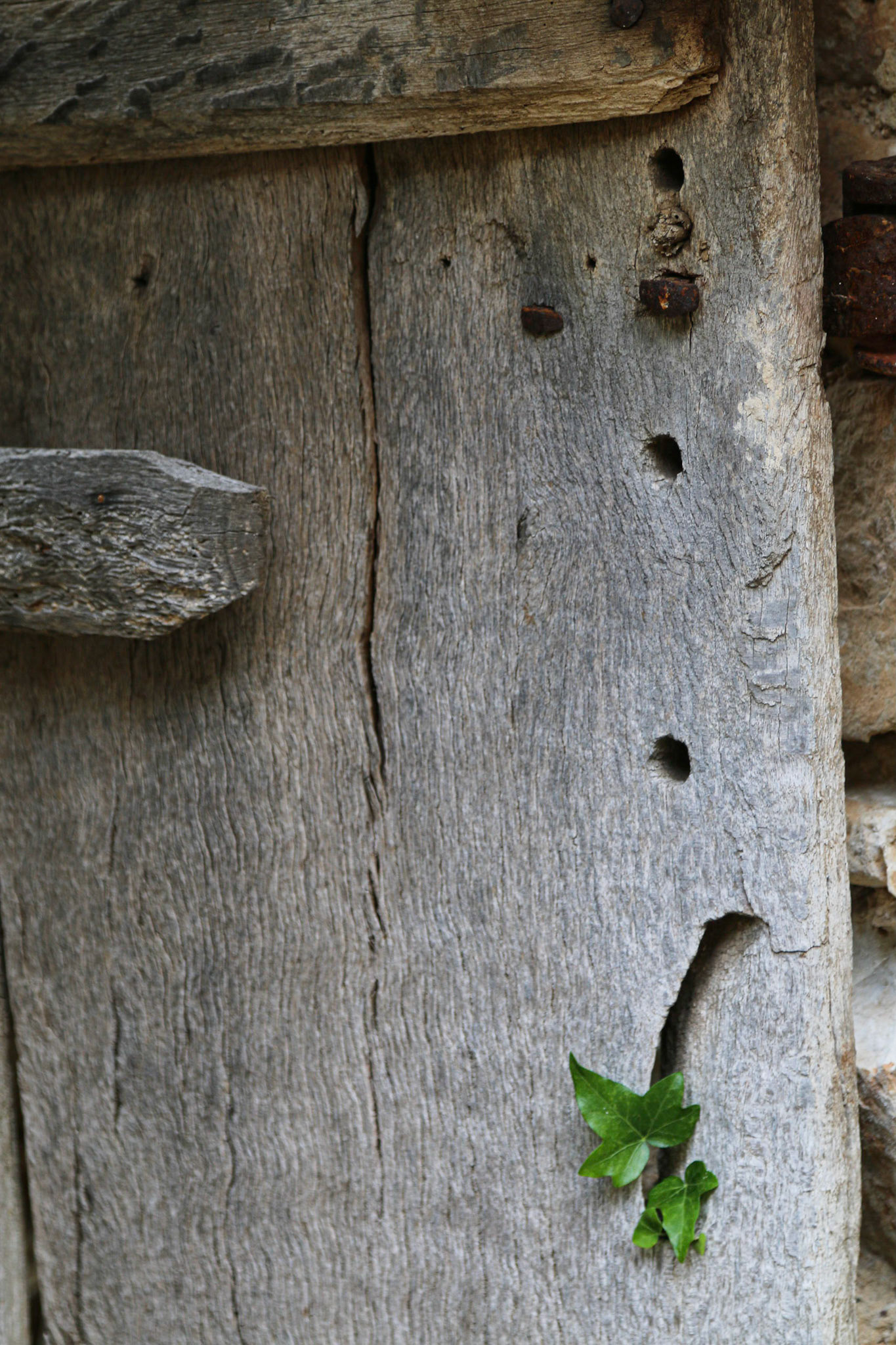 Lierre et porte dans le hameau de Lauzemolan, Marguerite Fontaine (Monts de Vaucluse, pendant un stage)
