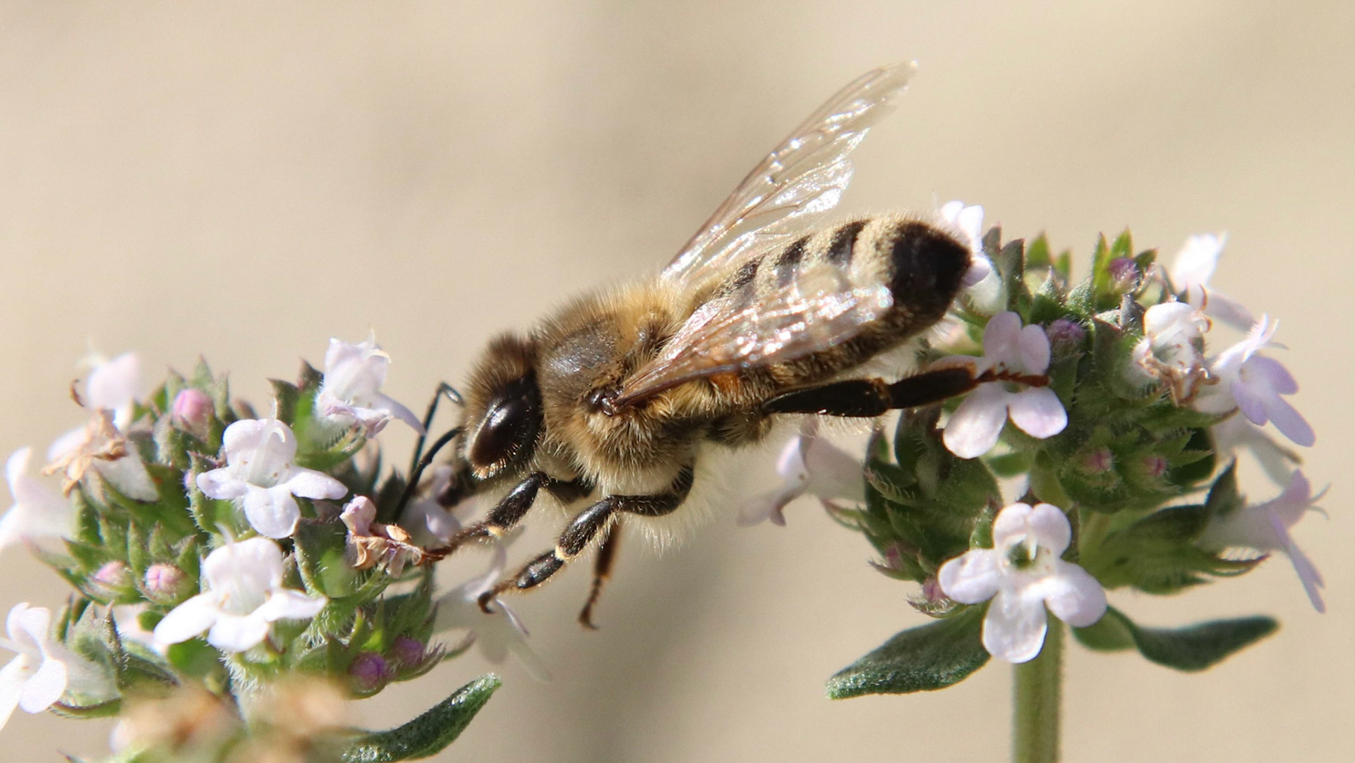 Abeille domestique, Lily Luxton (Saumane-de-Vaucluse)