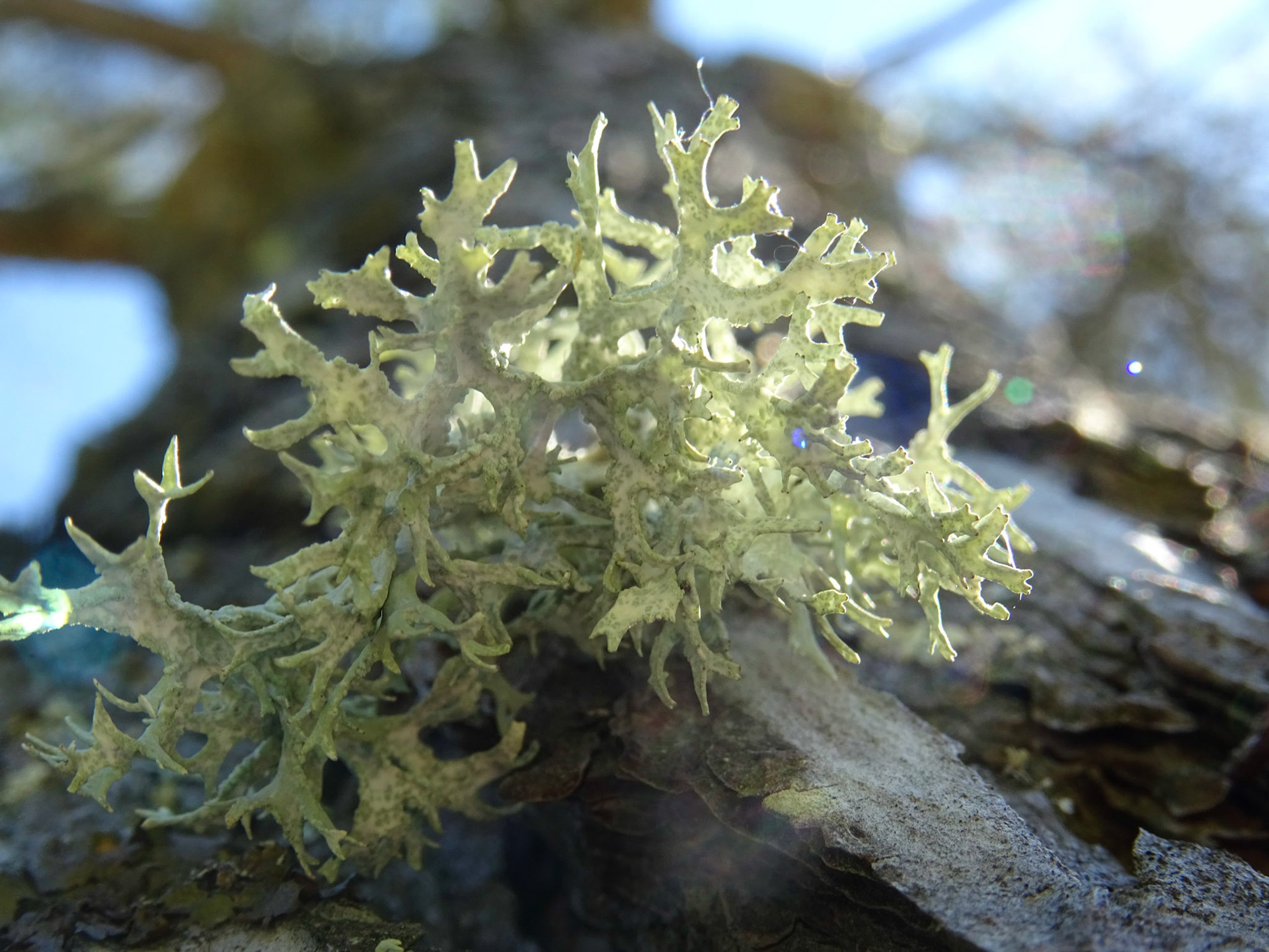 Lichen Evernia, par Maya et Mathile, élèves du collège Jean Bouin de l'Isle-sur-la-Sorgue (Monts de Vaucluse, pendant un atelier photo)