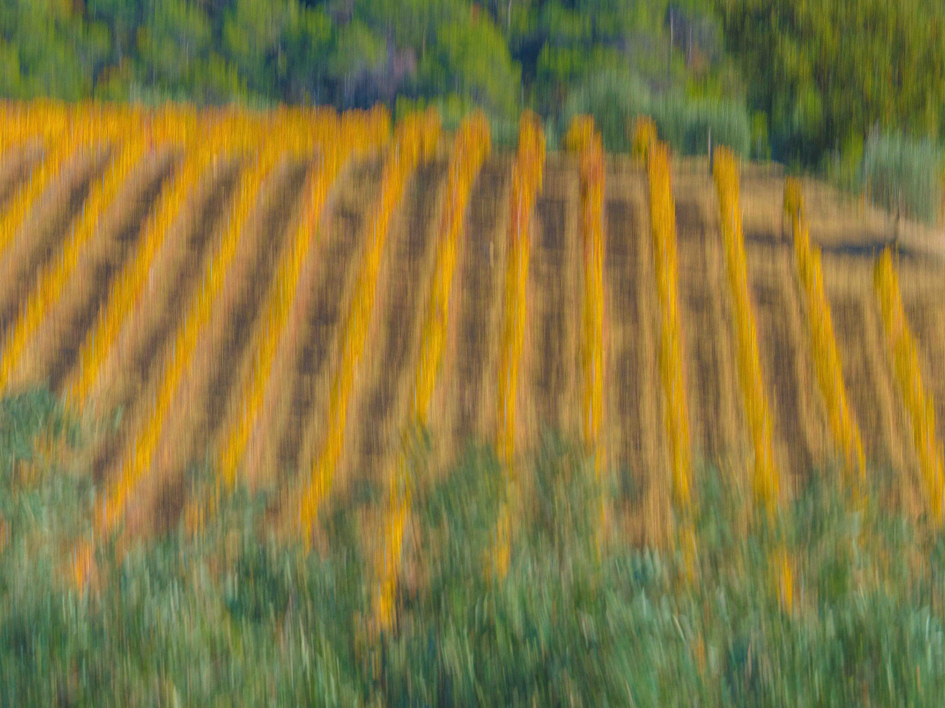 Vignes, Catherine Vernay (Lafare, Vaucluse)