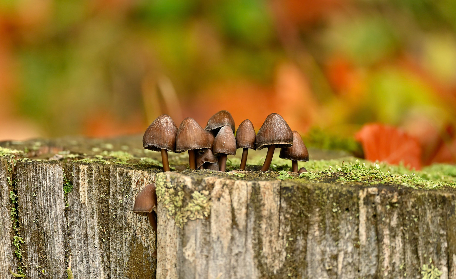 Champignons du genre Mycena, Thibaut Tacussel (Mont Serein, Vaucluse)