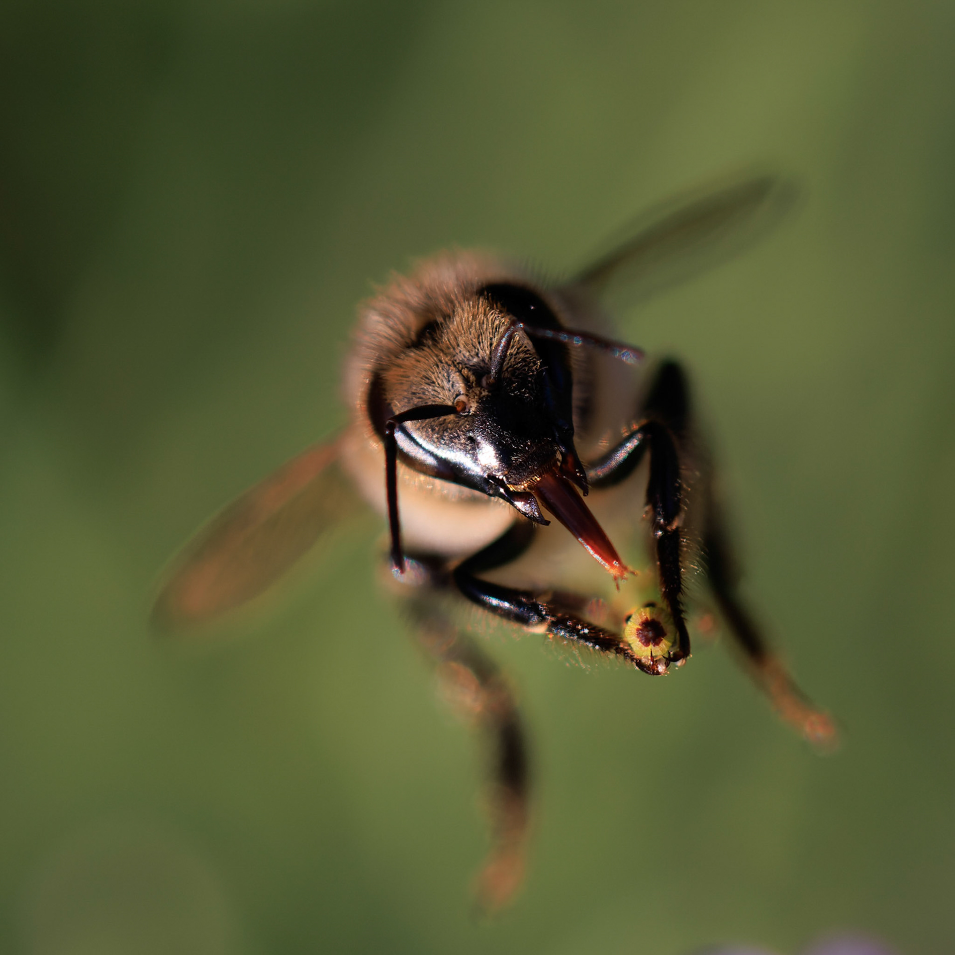 Abeille domestique, Gaelle Gonnet