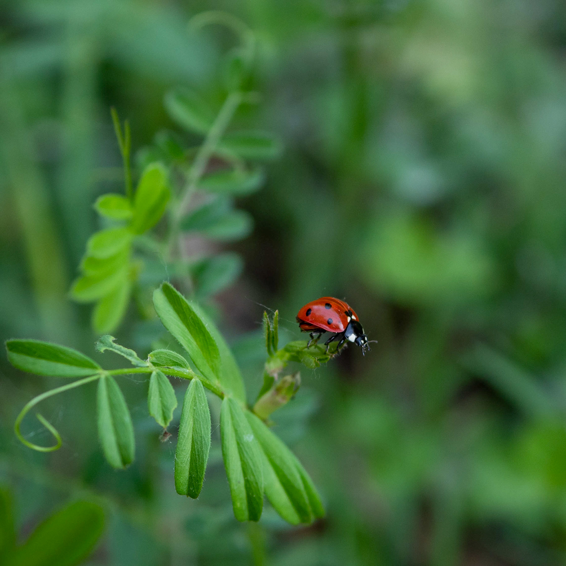 Coccinelle, Joelle Devaux (Cavaillon, Vaucluse)