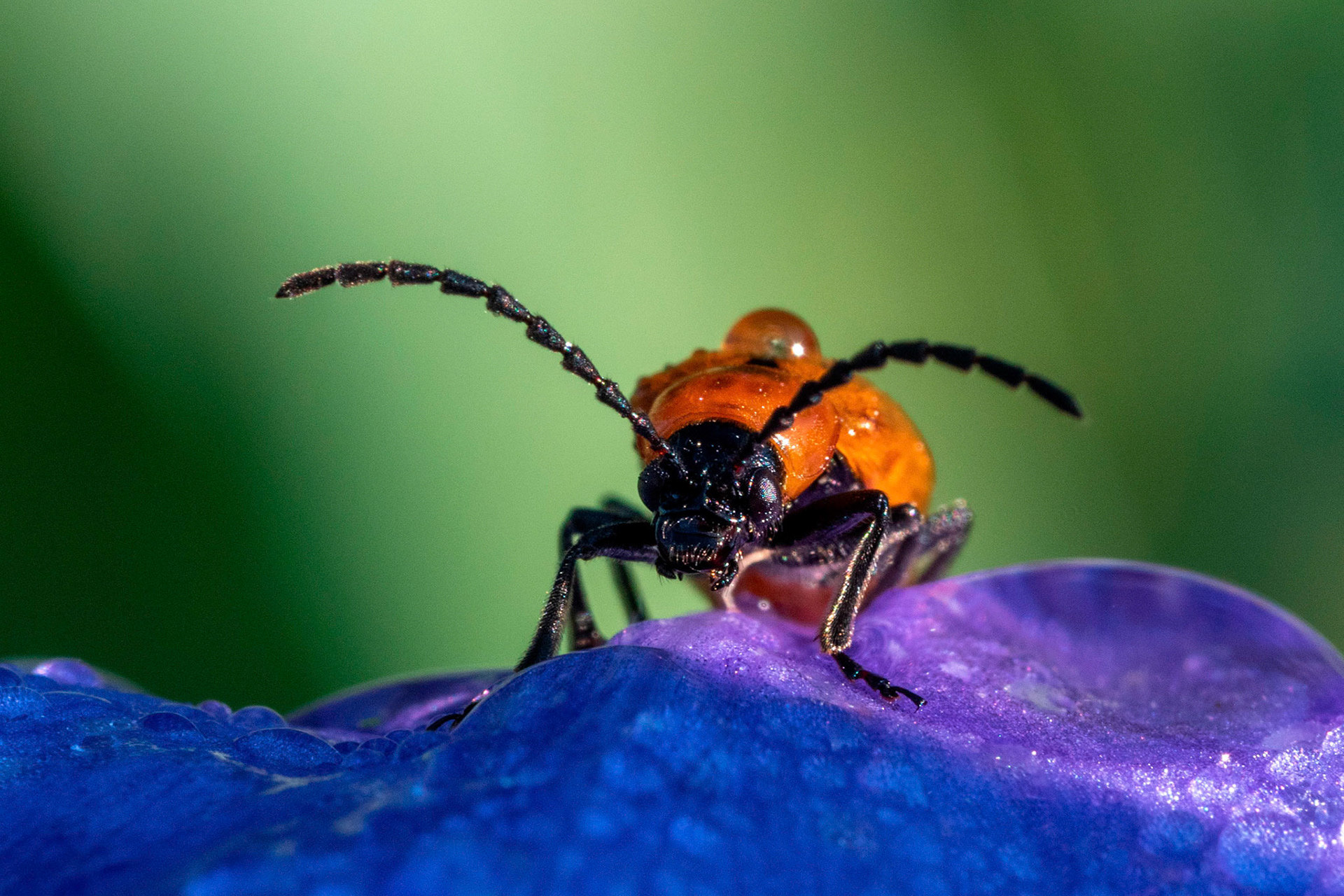 Lepture portugais sur une fleur d'Iris, Calude Viquesnel (St Romain en Viennois, Vaucluse)