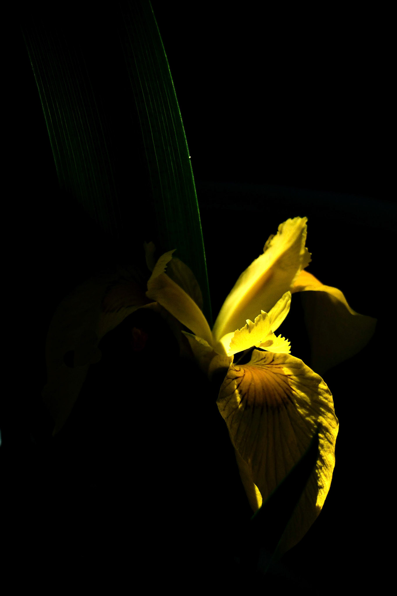 Iris des Marais, Bernard Dubesset (Aubignan, Vaucluse, pendant un stage)