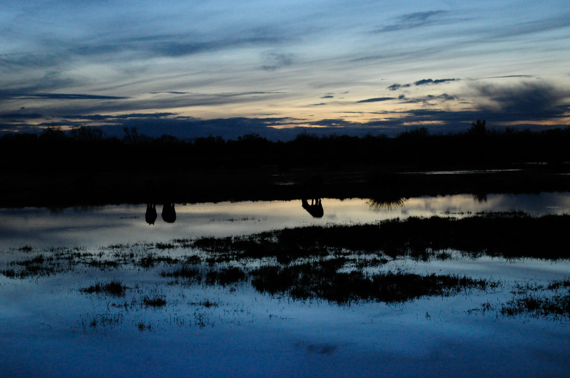 Chevaux Camargue, Bernard Dubesset (Marais du Vigueirat, pendant un stage)