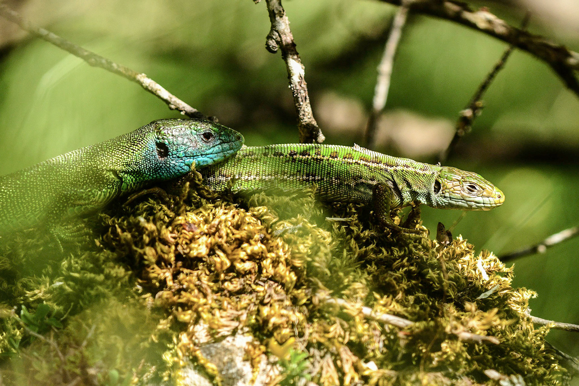 Lézards verts, Jean Baret (Causse Méjean, Lozère, pendant un stage)