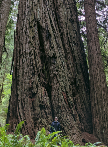 Redwood Forest