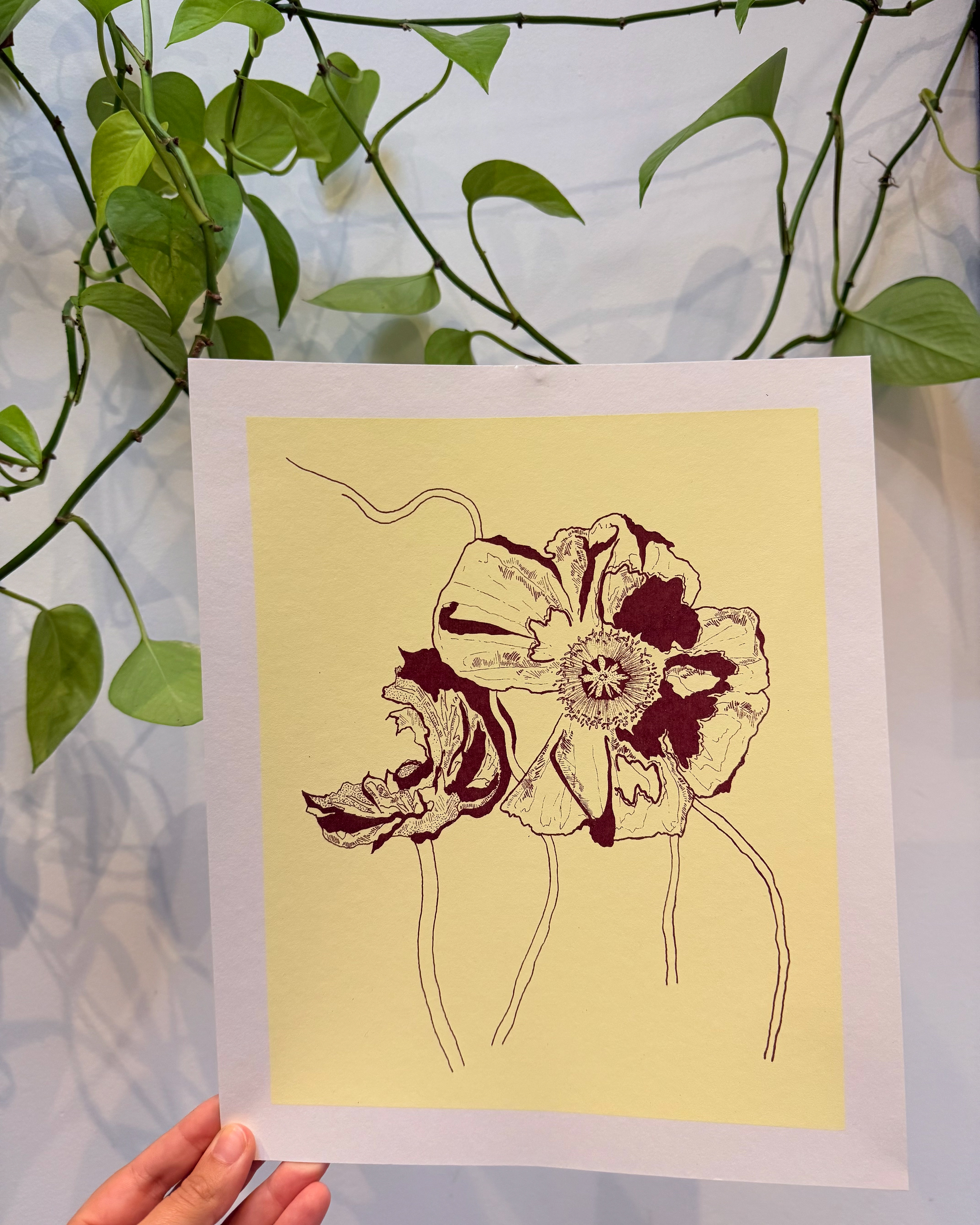 Wild Poppy