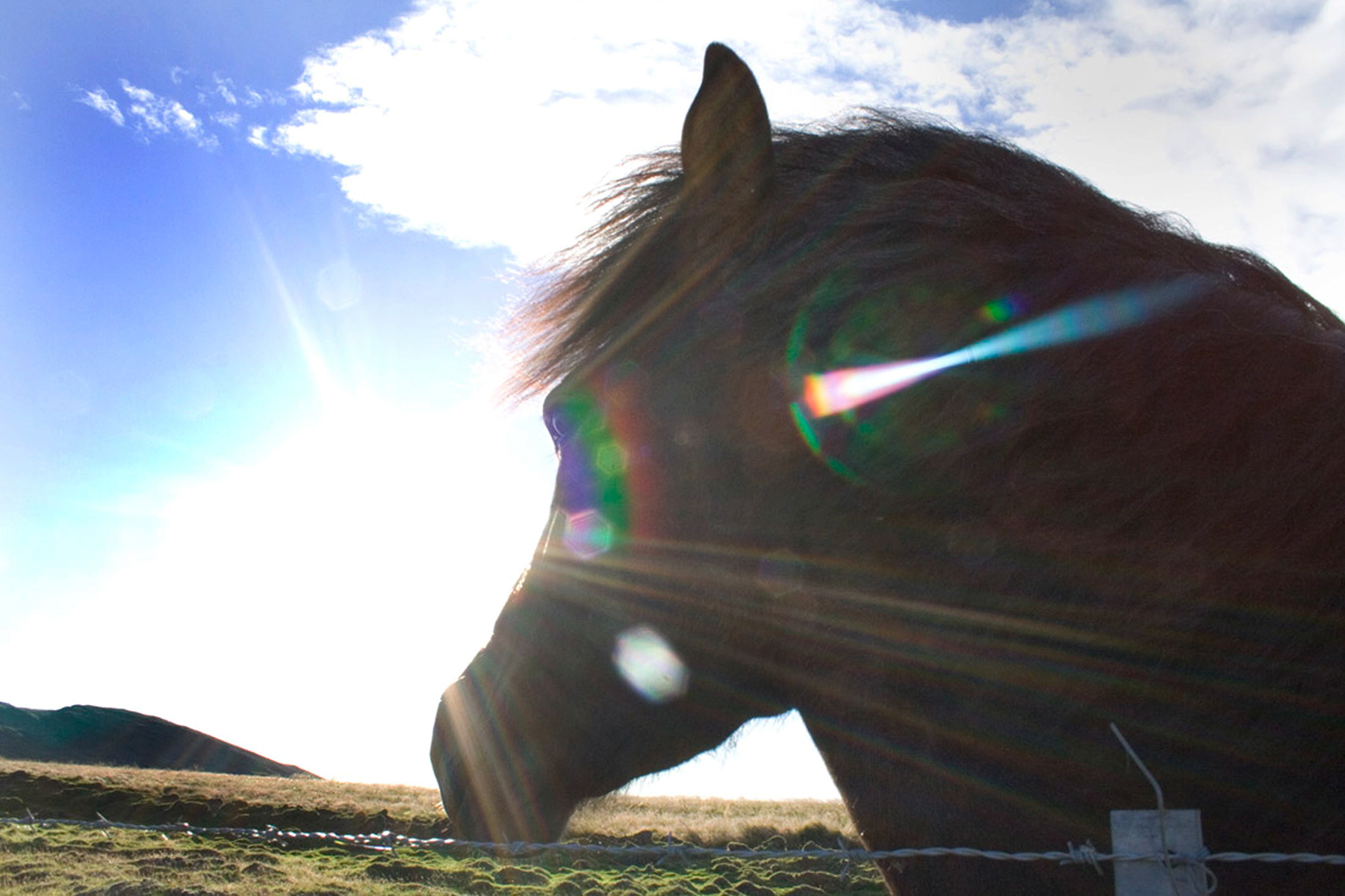 Wild horse, Iceland