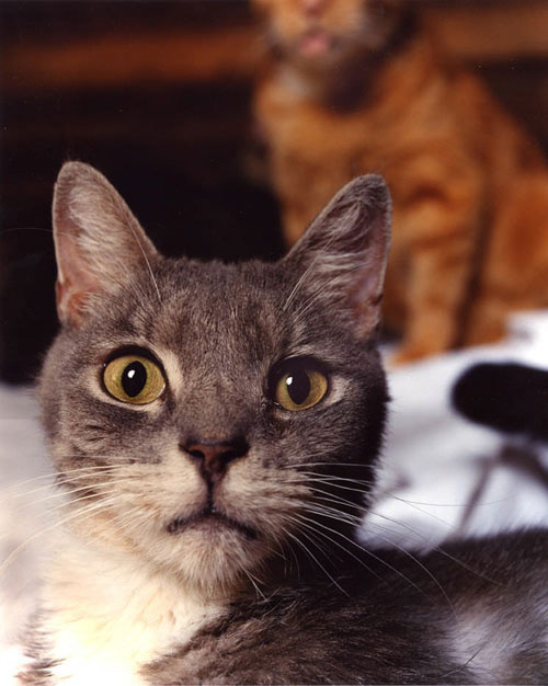 Siobhan's cats, NYC