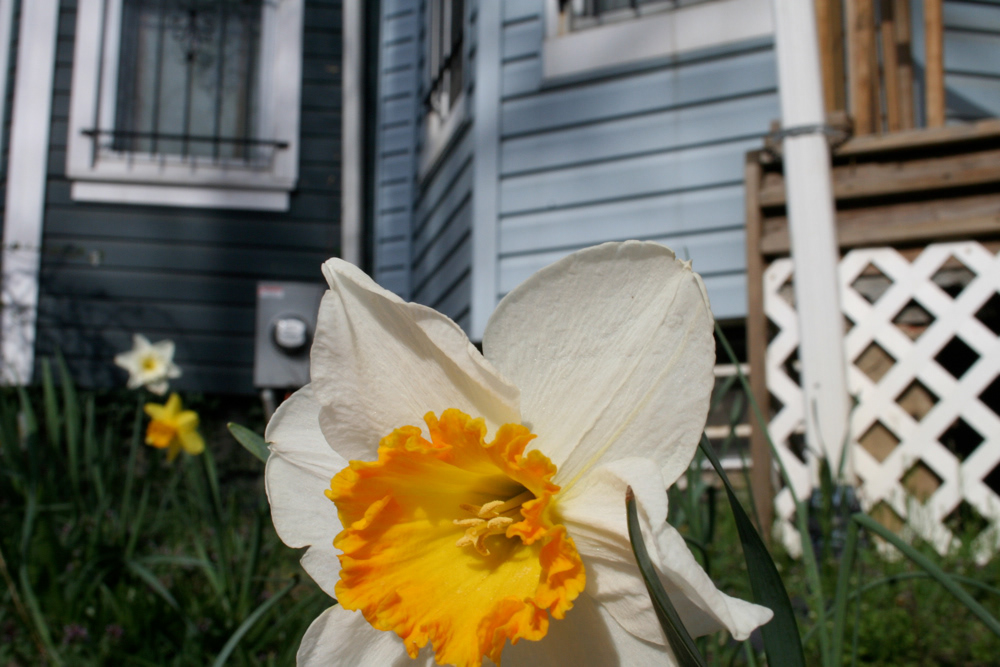 Daffodil, Washington, DC