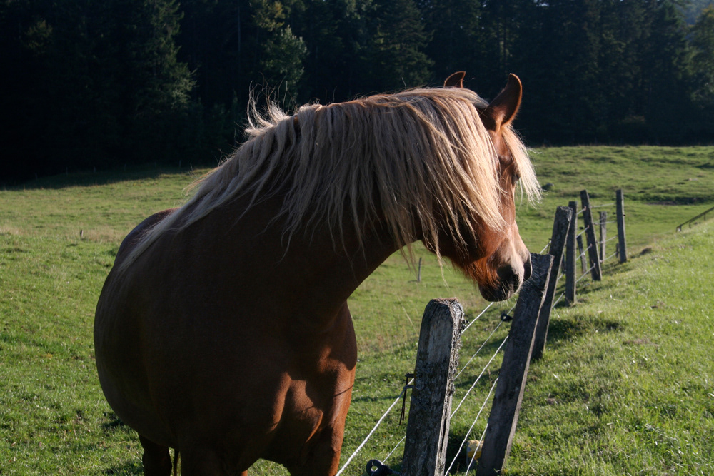 Blonde Horse, Switzerland