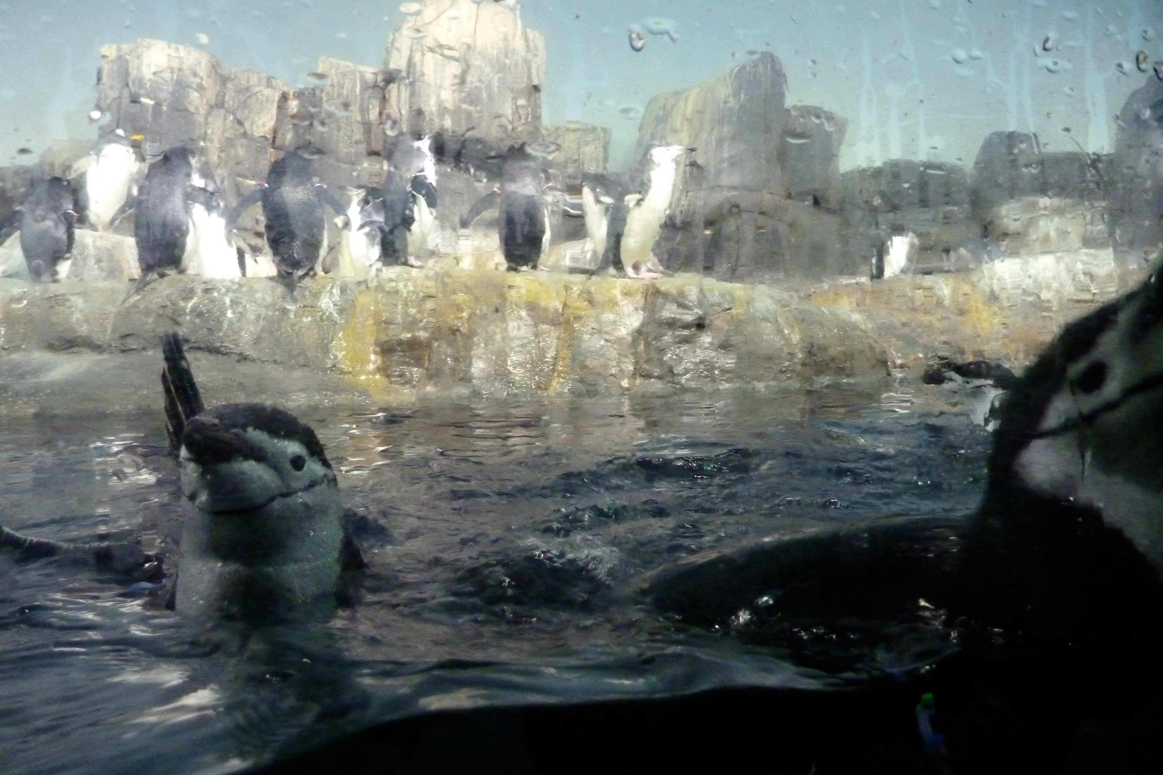 Central Park Zoo, NYC