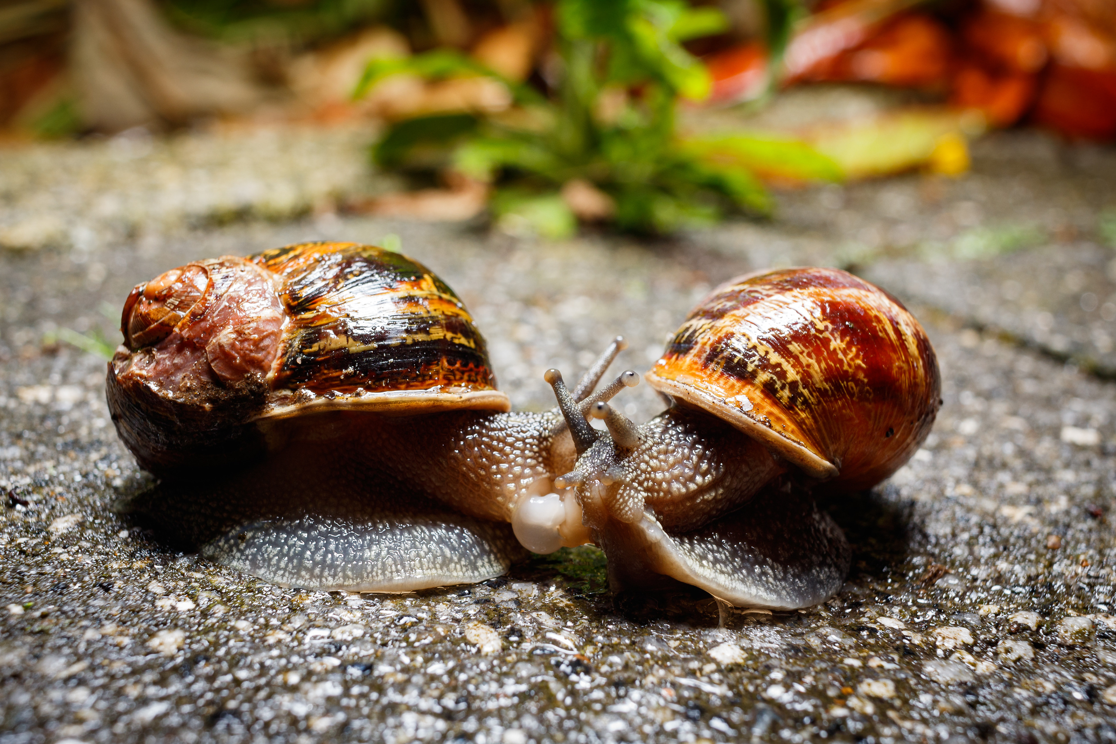 Smooching snails