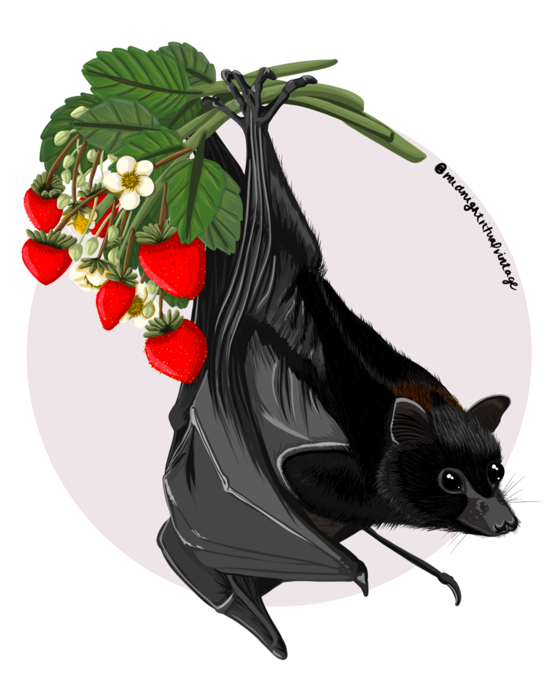 Strawberry Bat (Grey Fyling Fox) - 2021