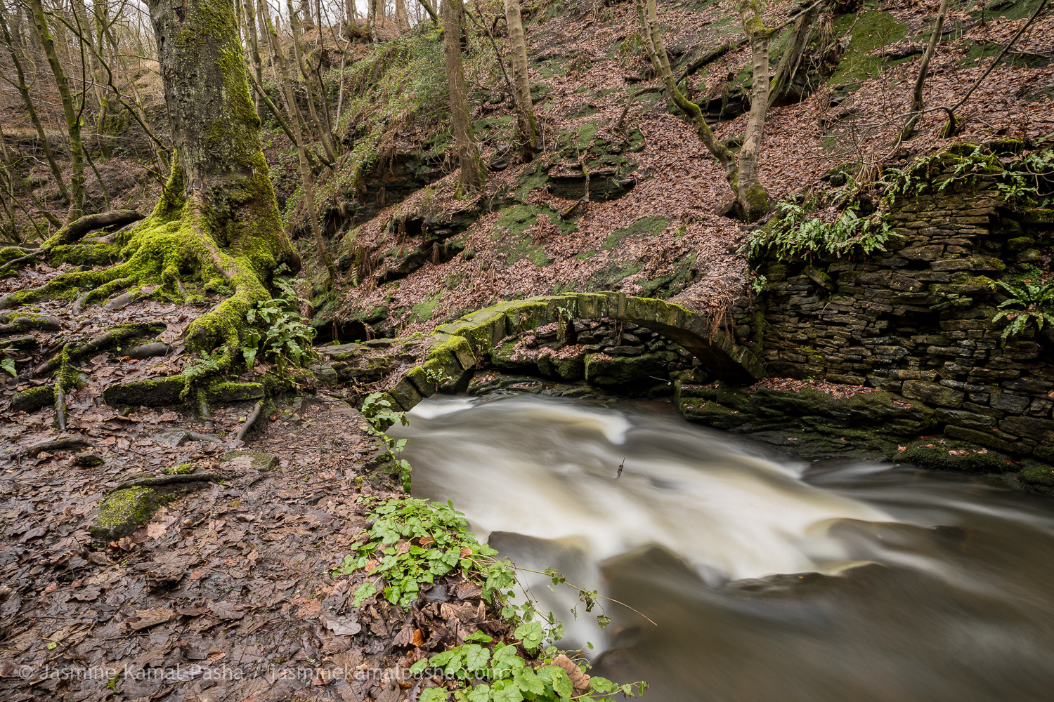 HEALEY DELL NATURE RESERVE, UK