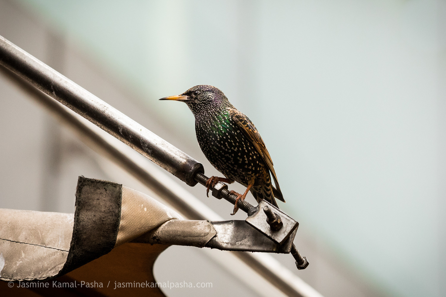 STARLING